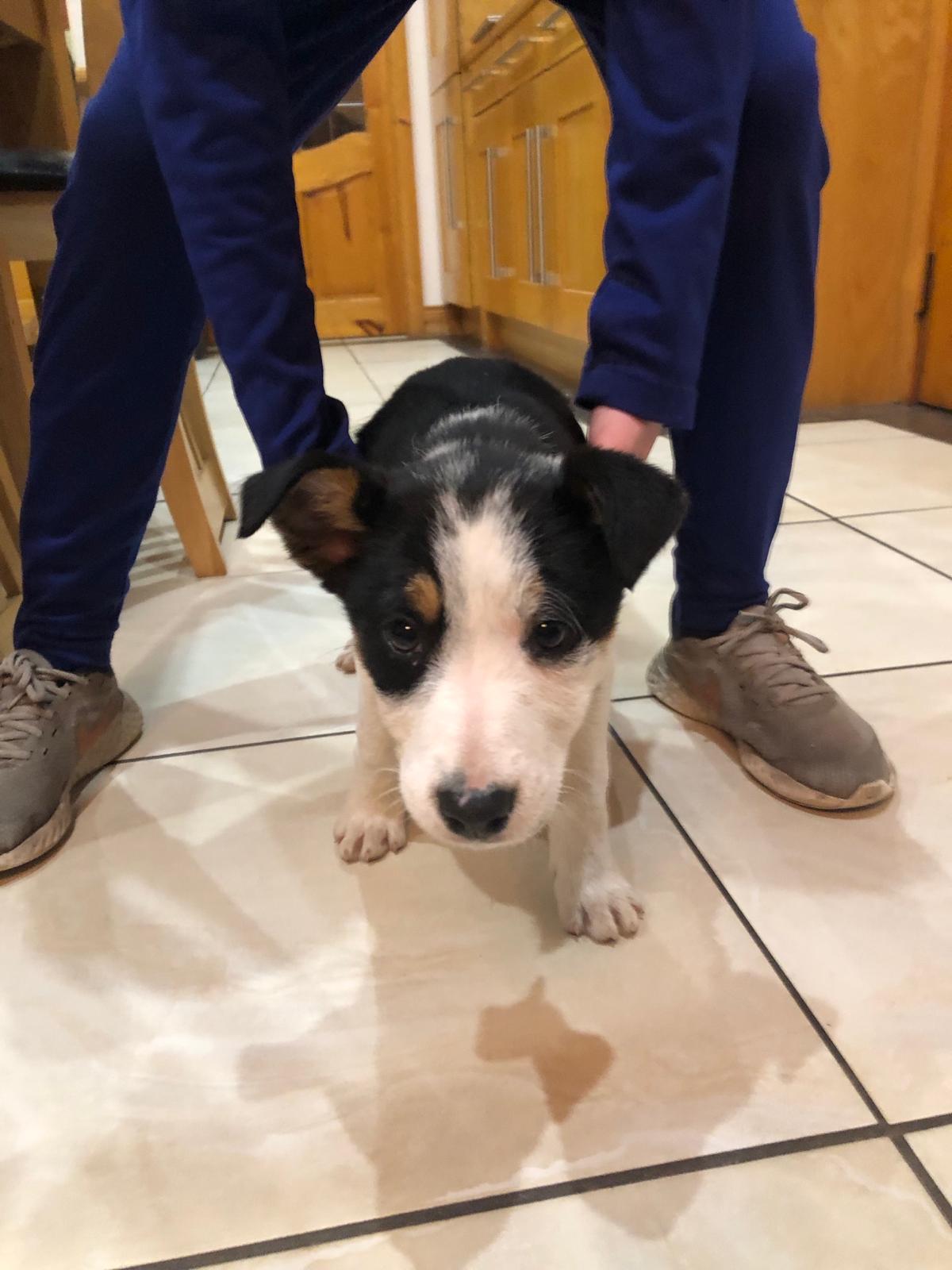 Border Collie Pup for Sale in Donegal