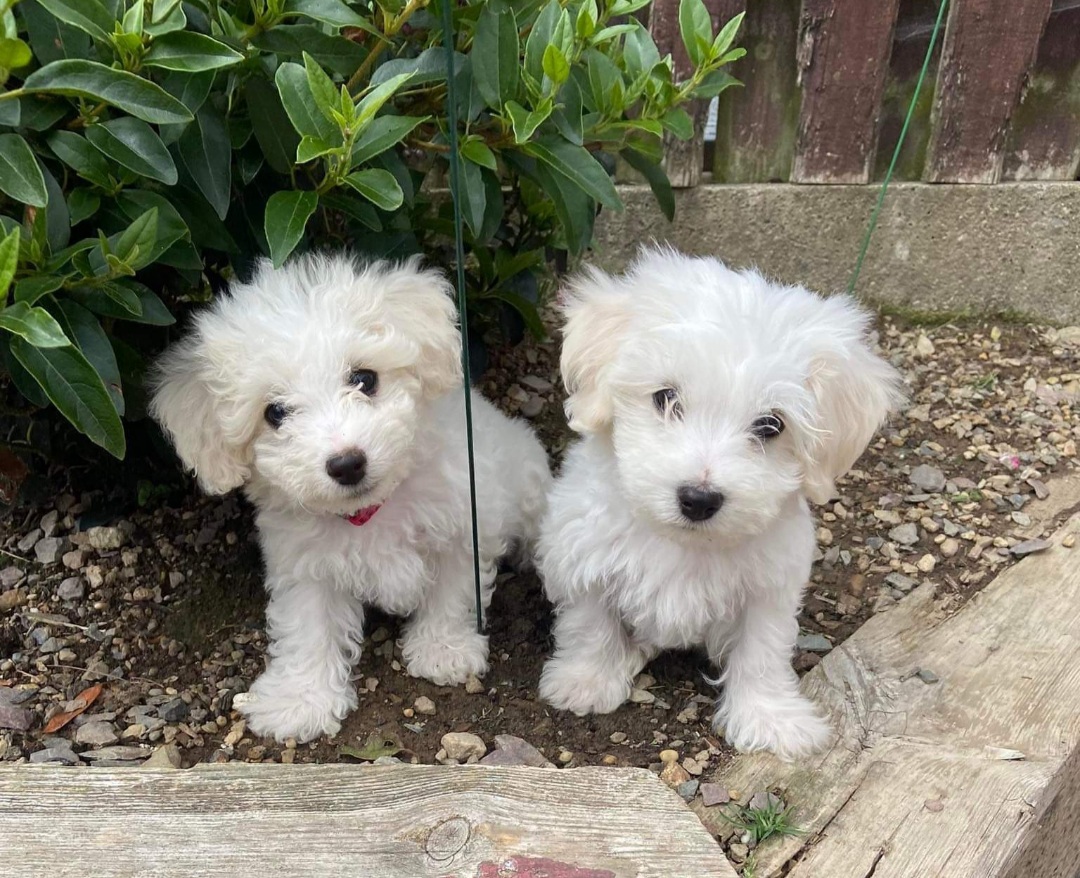 Dog Image