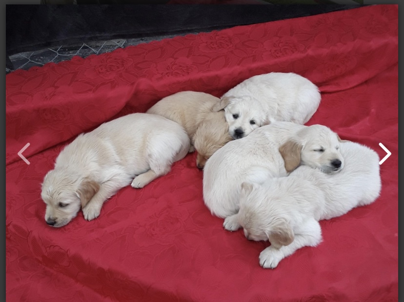 Dog Image