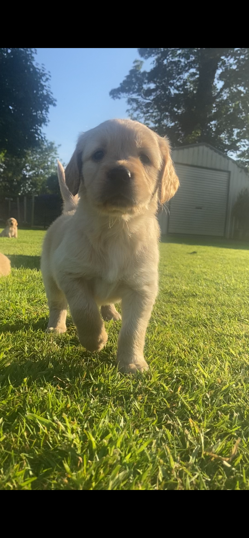 Dog Image