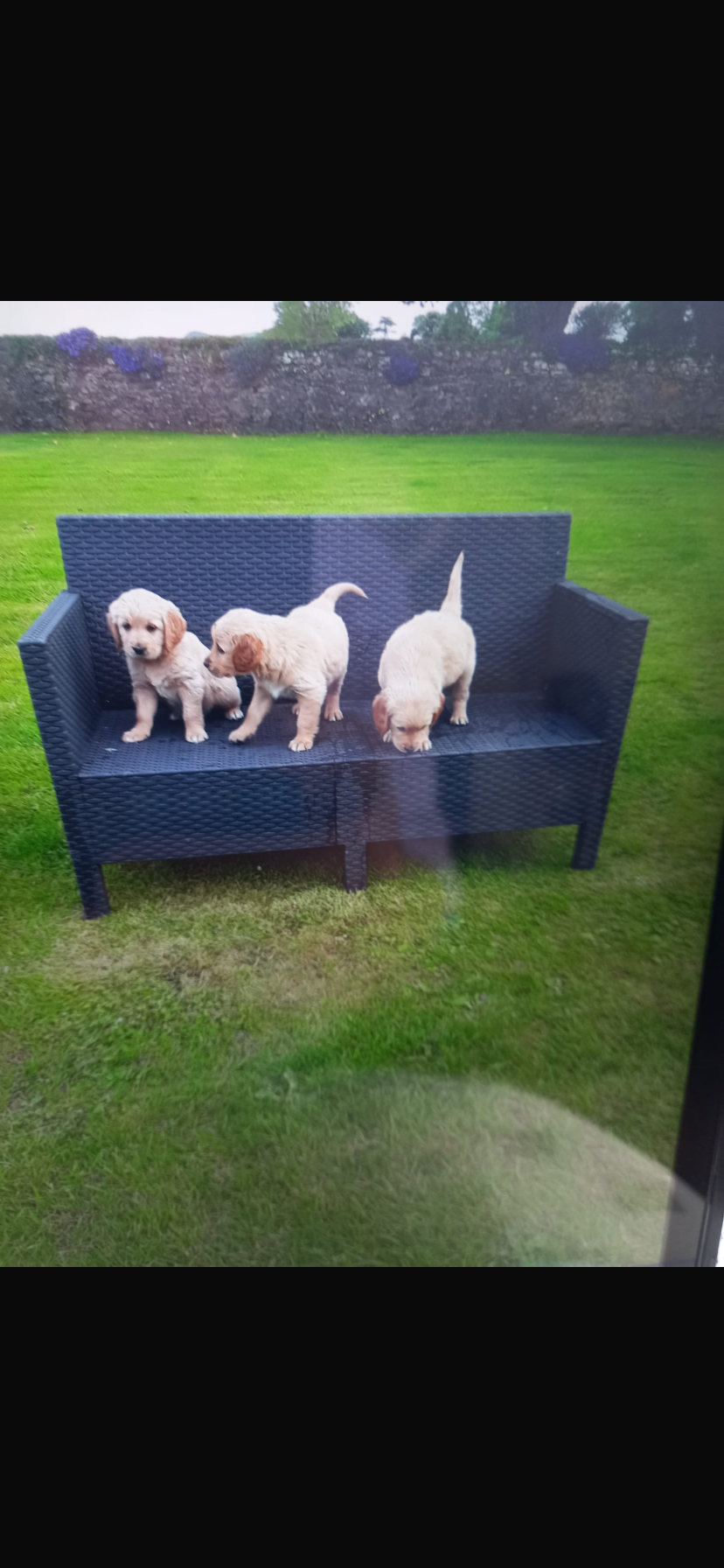 Dog Image