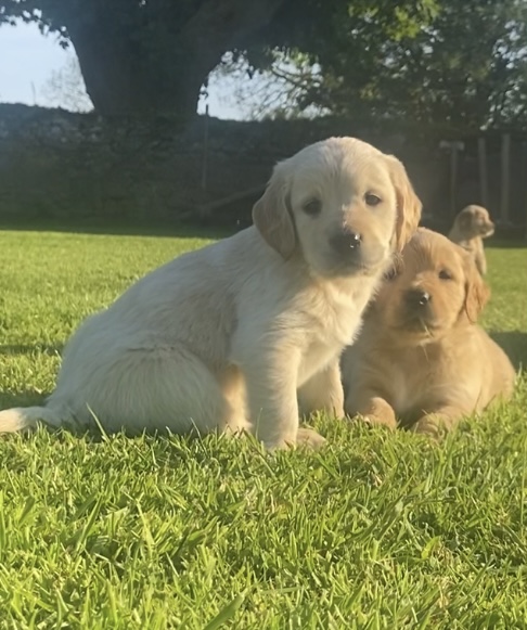 Dog Image