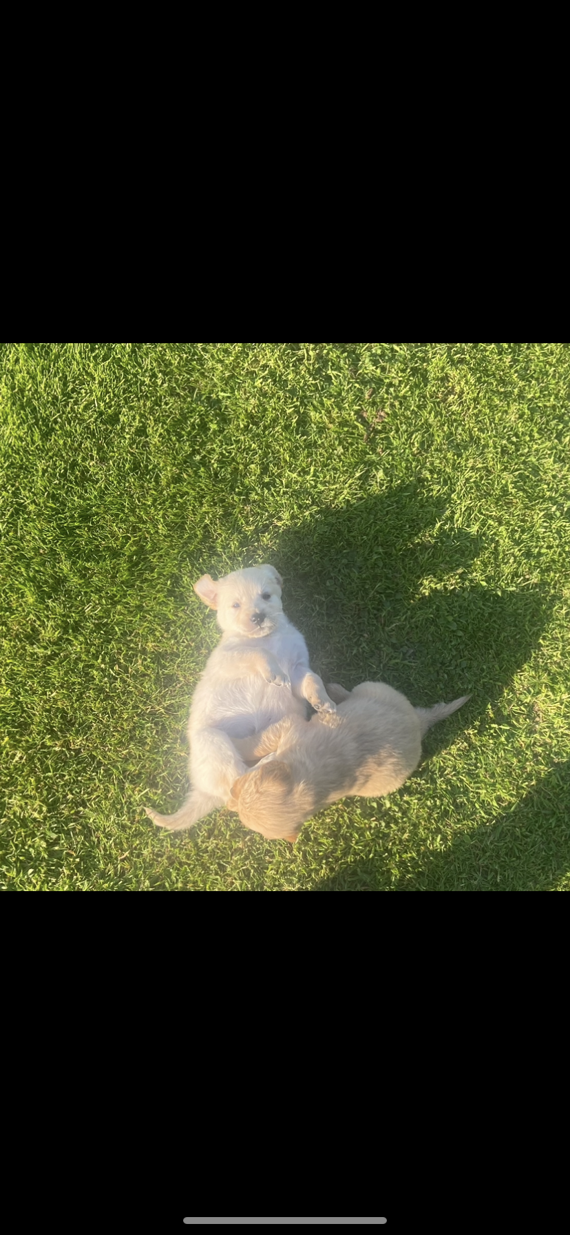 Dog Image
