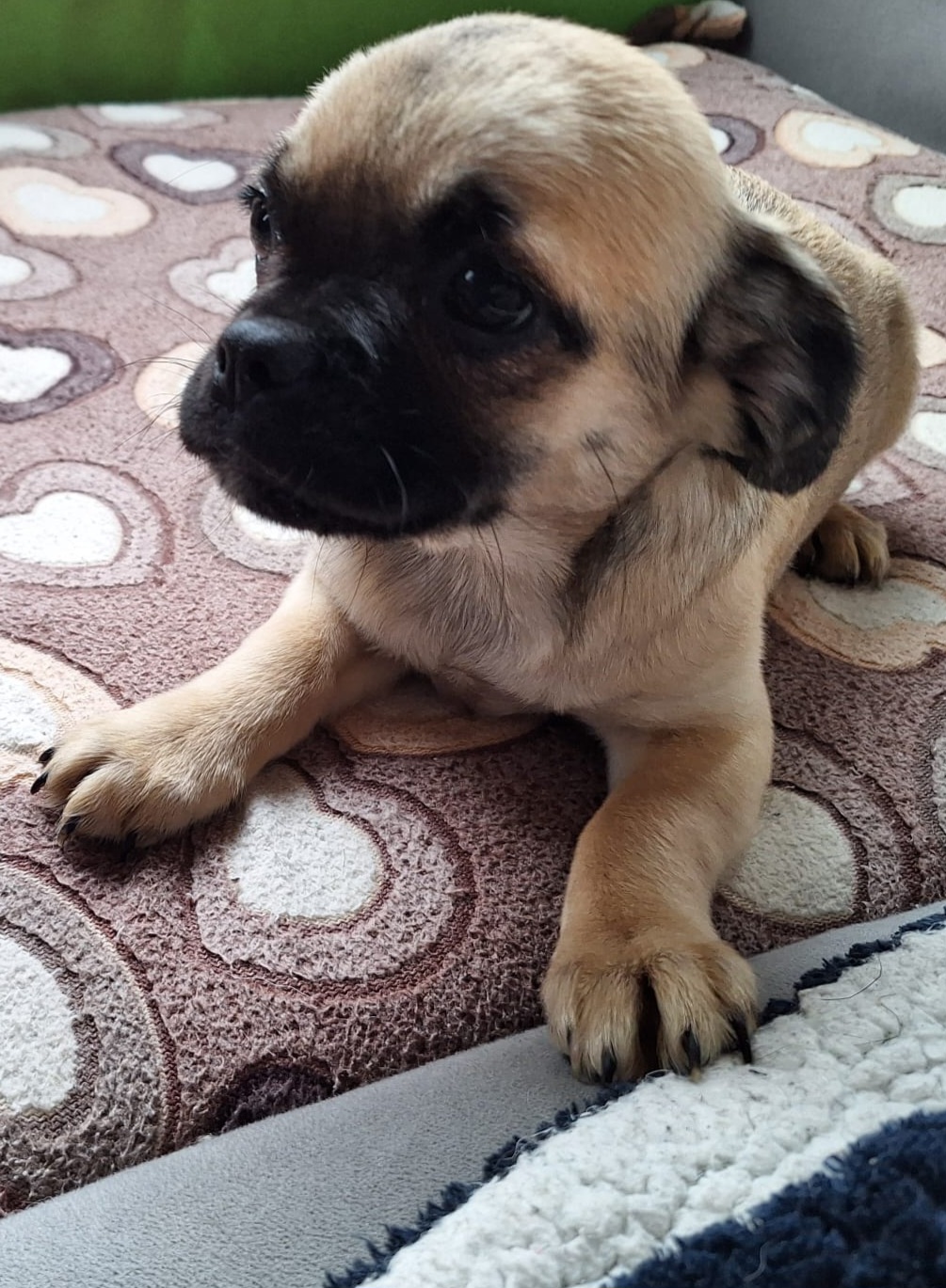 Dog Image