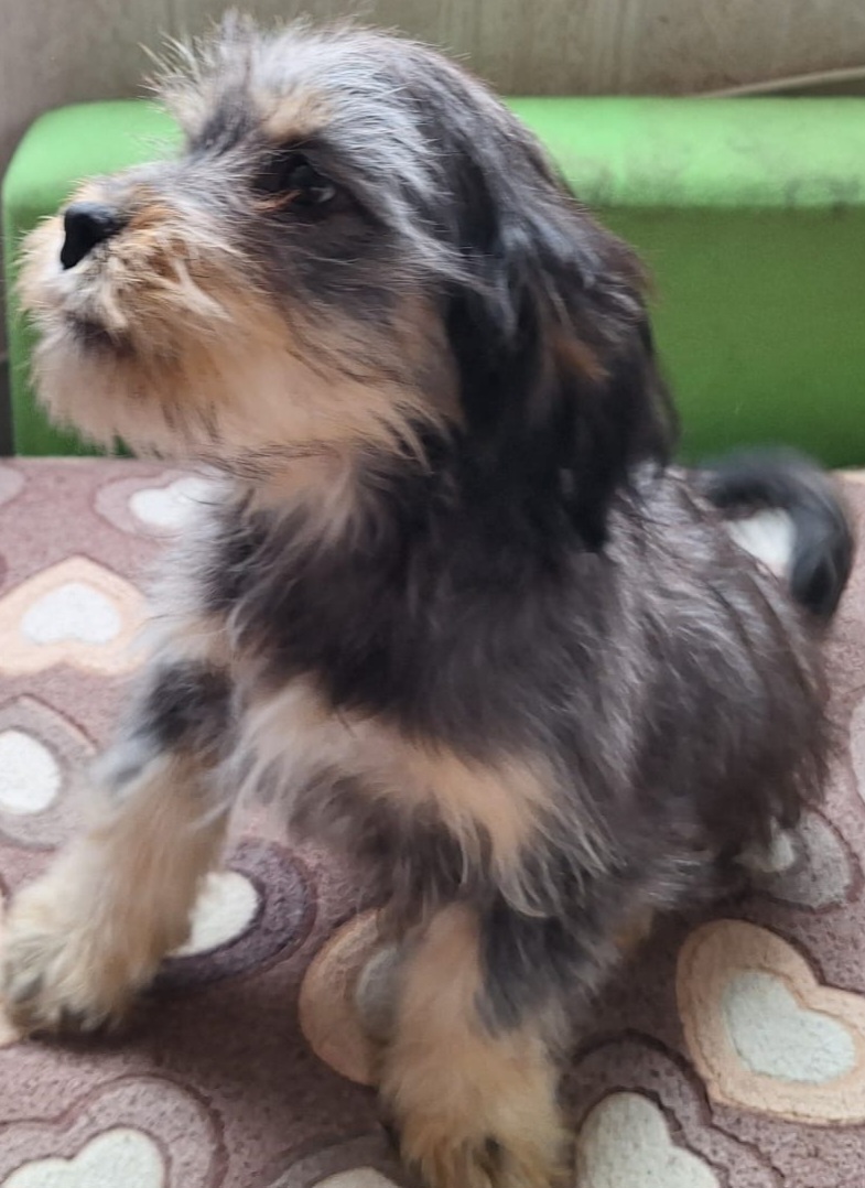 Dog Image