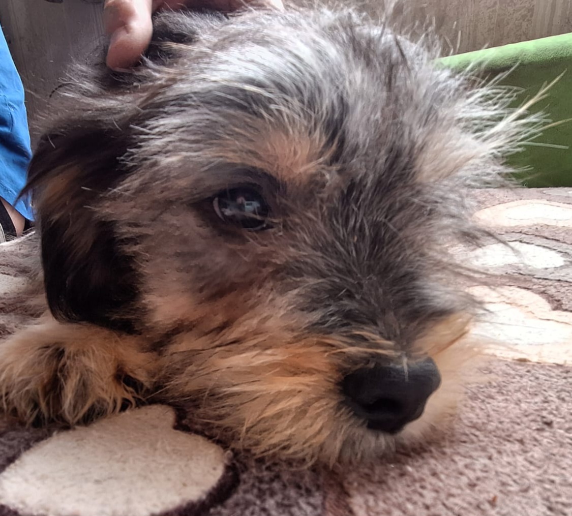Dog Image