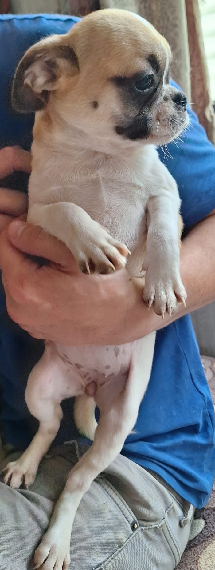 Dog Image
