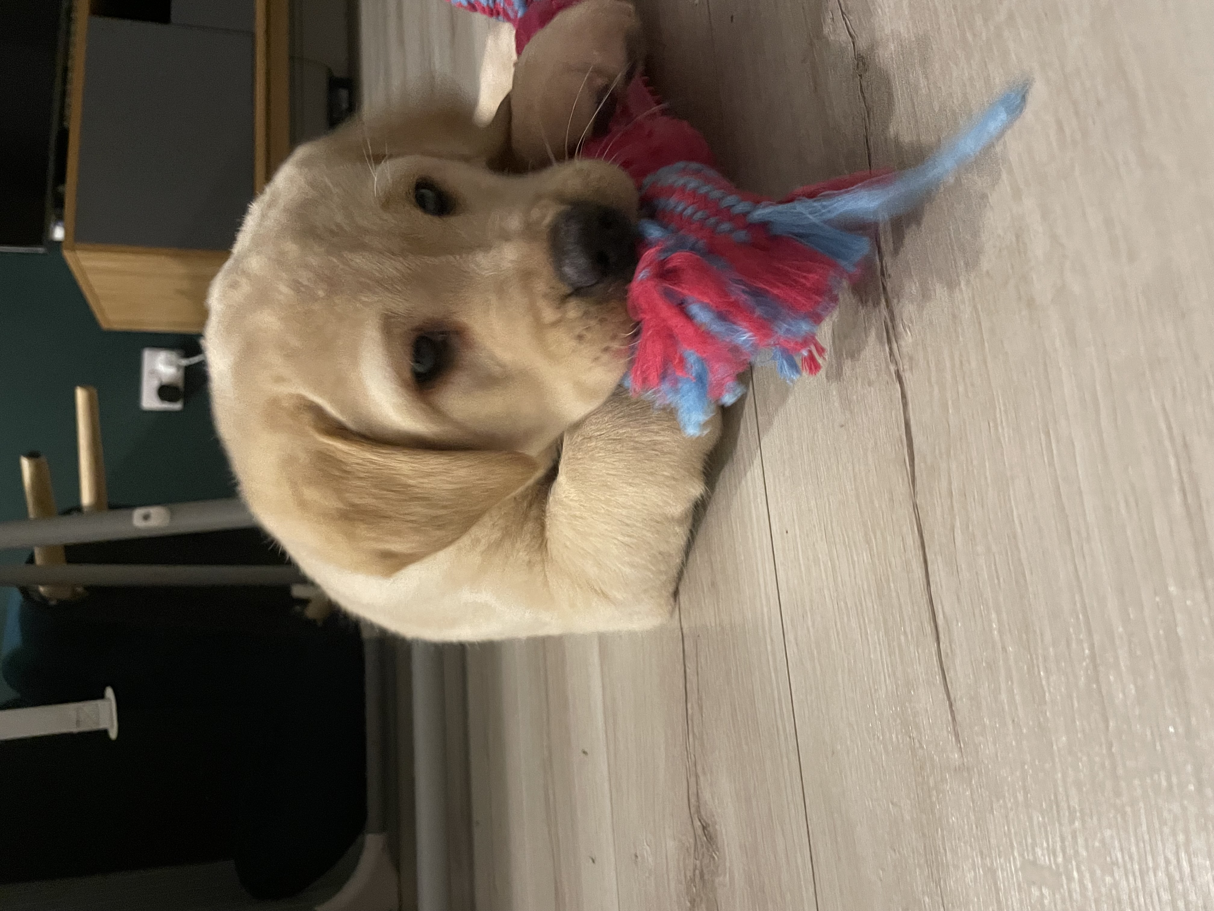 Dog Image