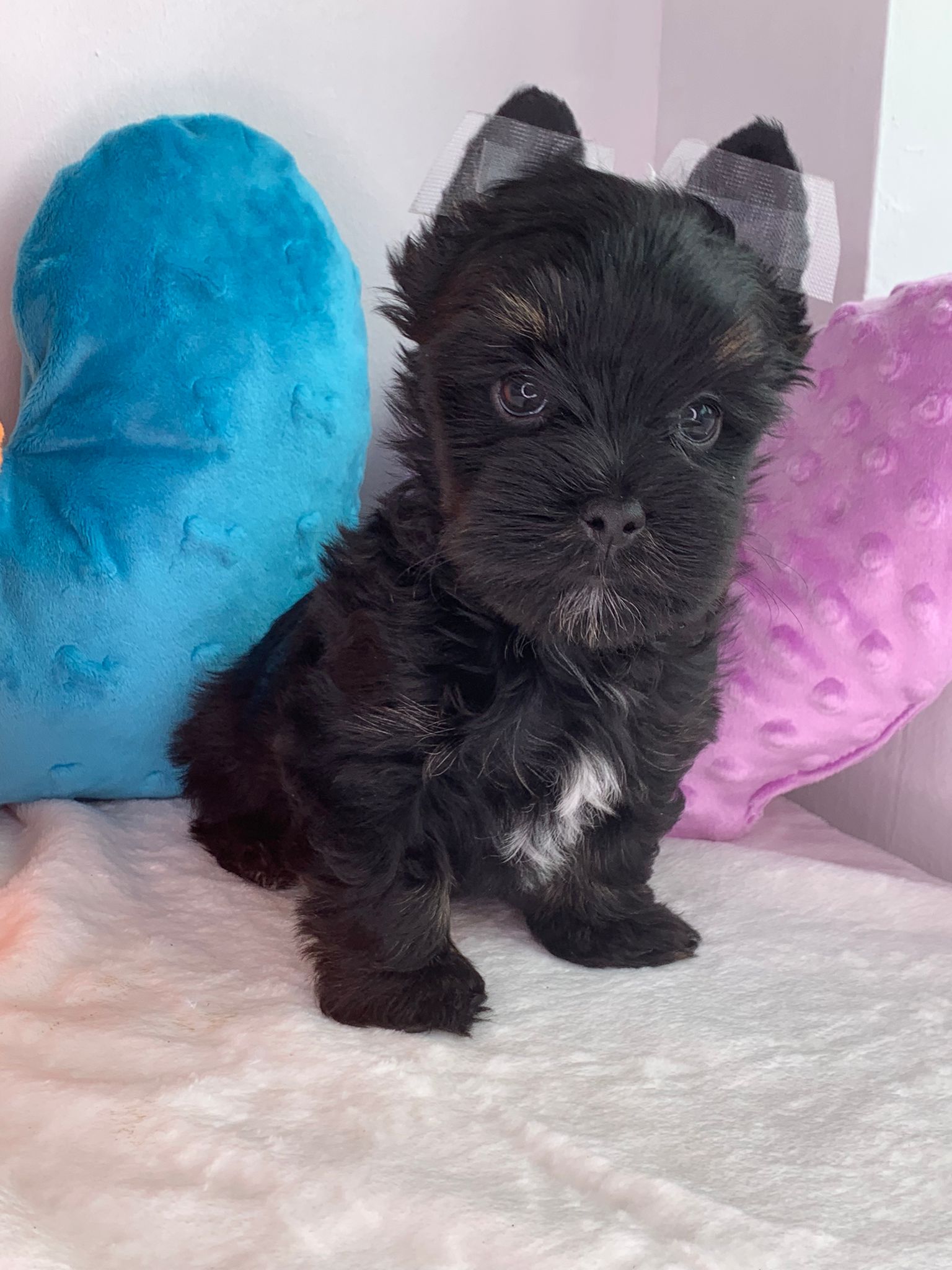 Yorkshire Terriers for Sale in County Longford