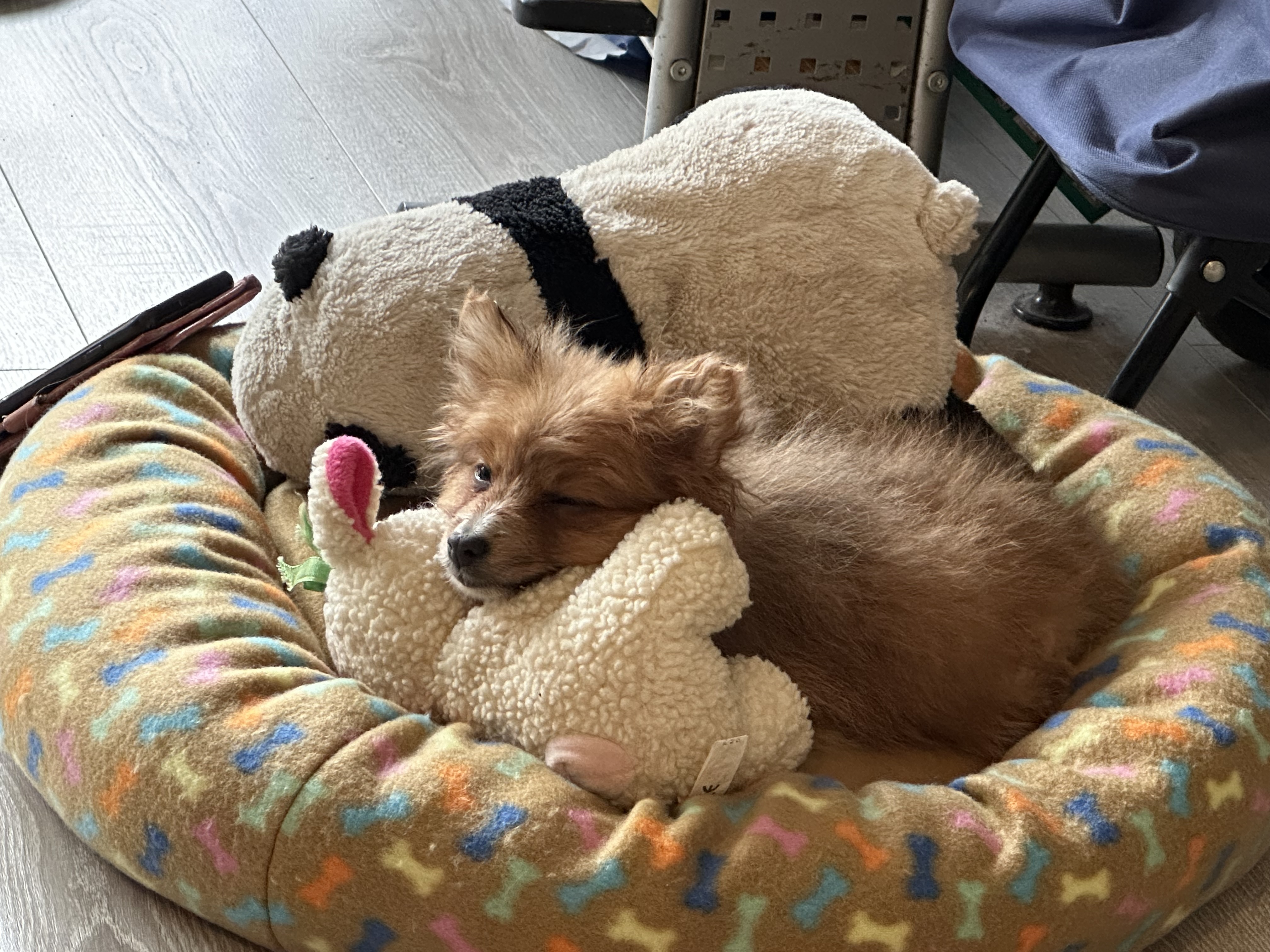 Dog Image