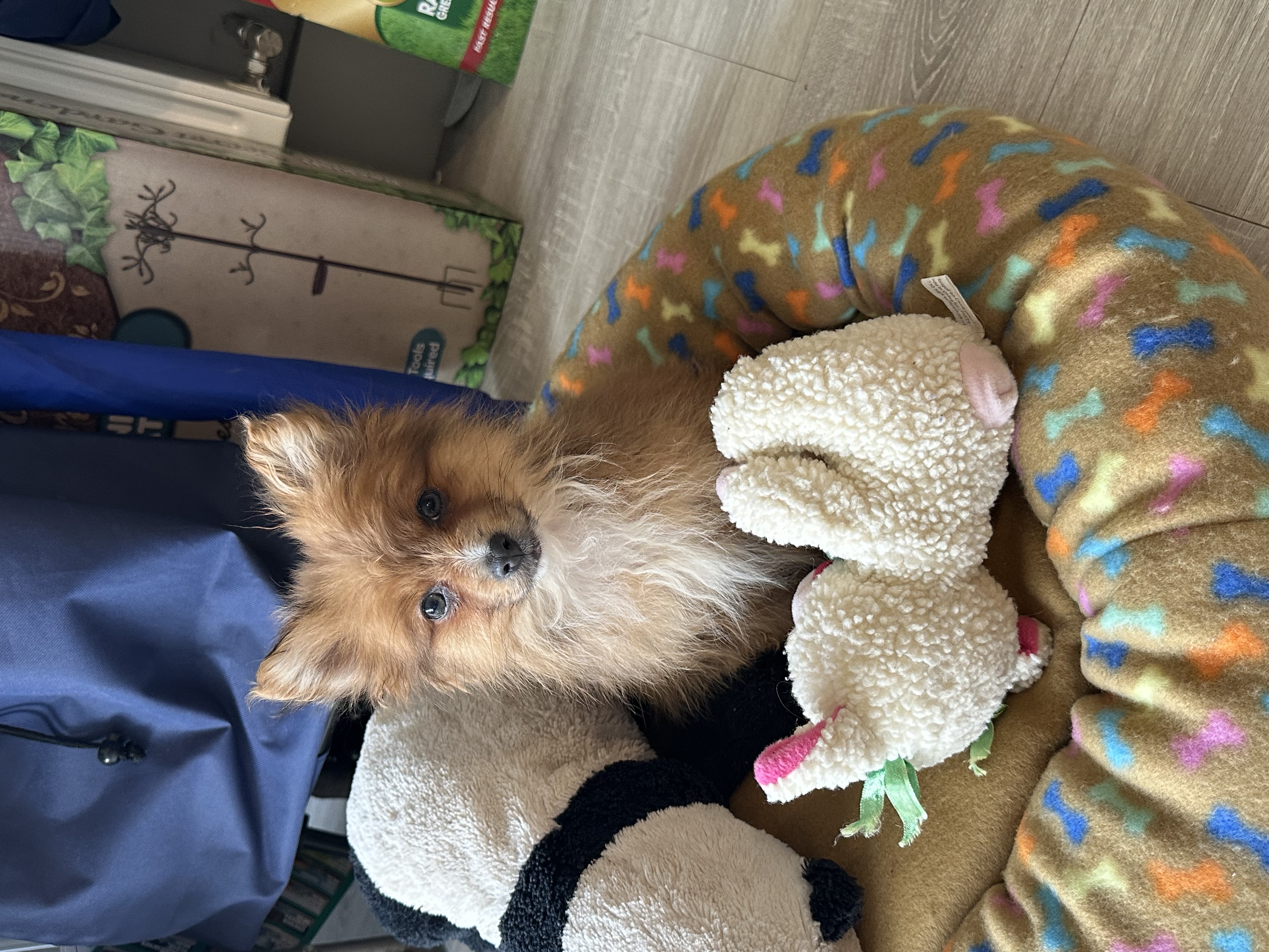 Dog Image