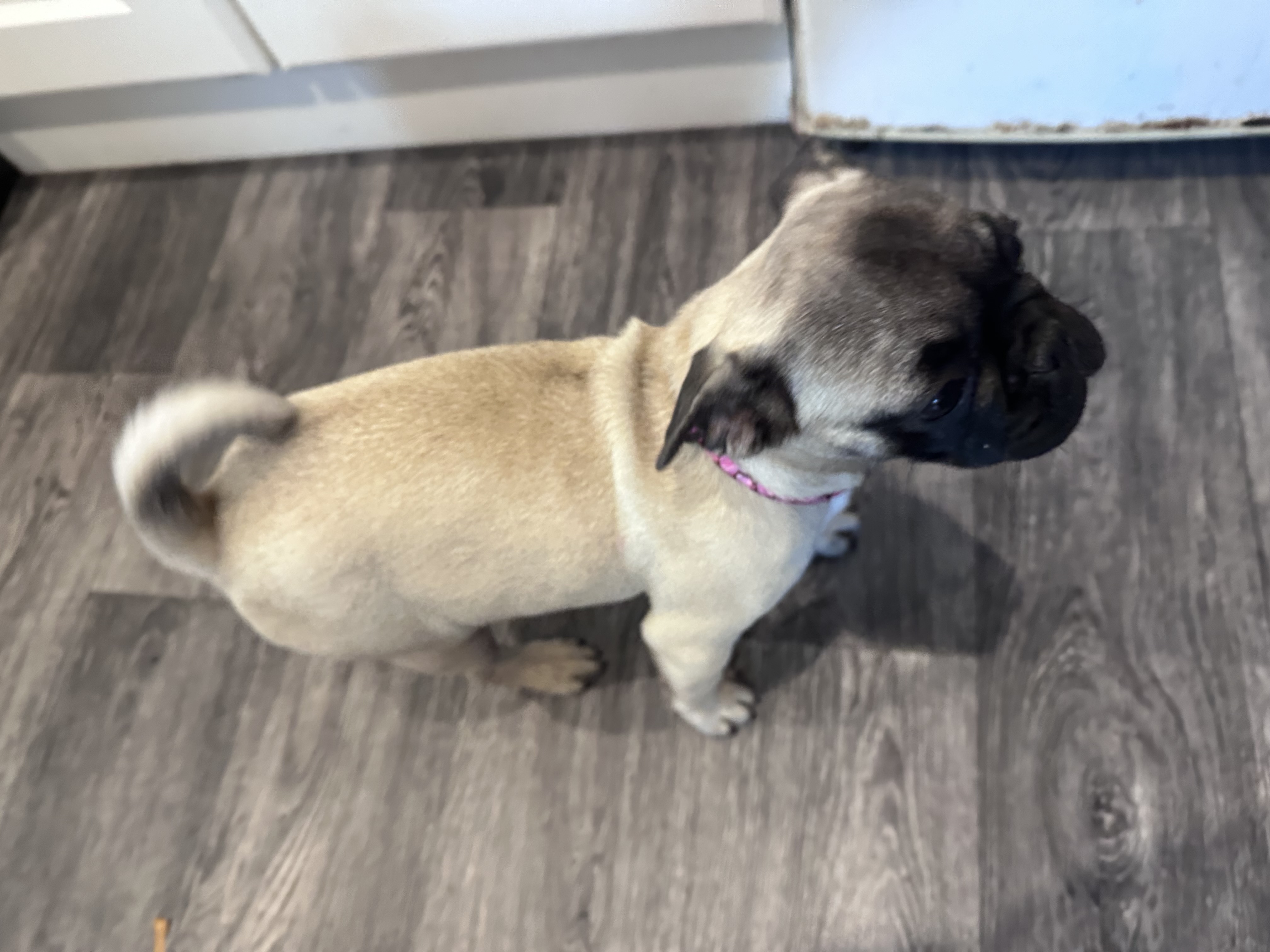 Dog Image