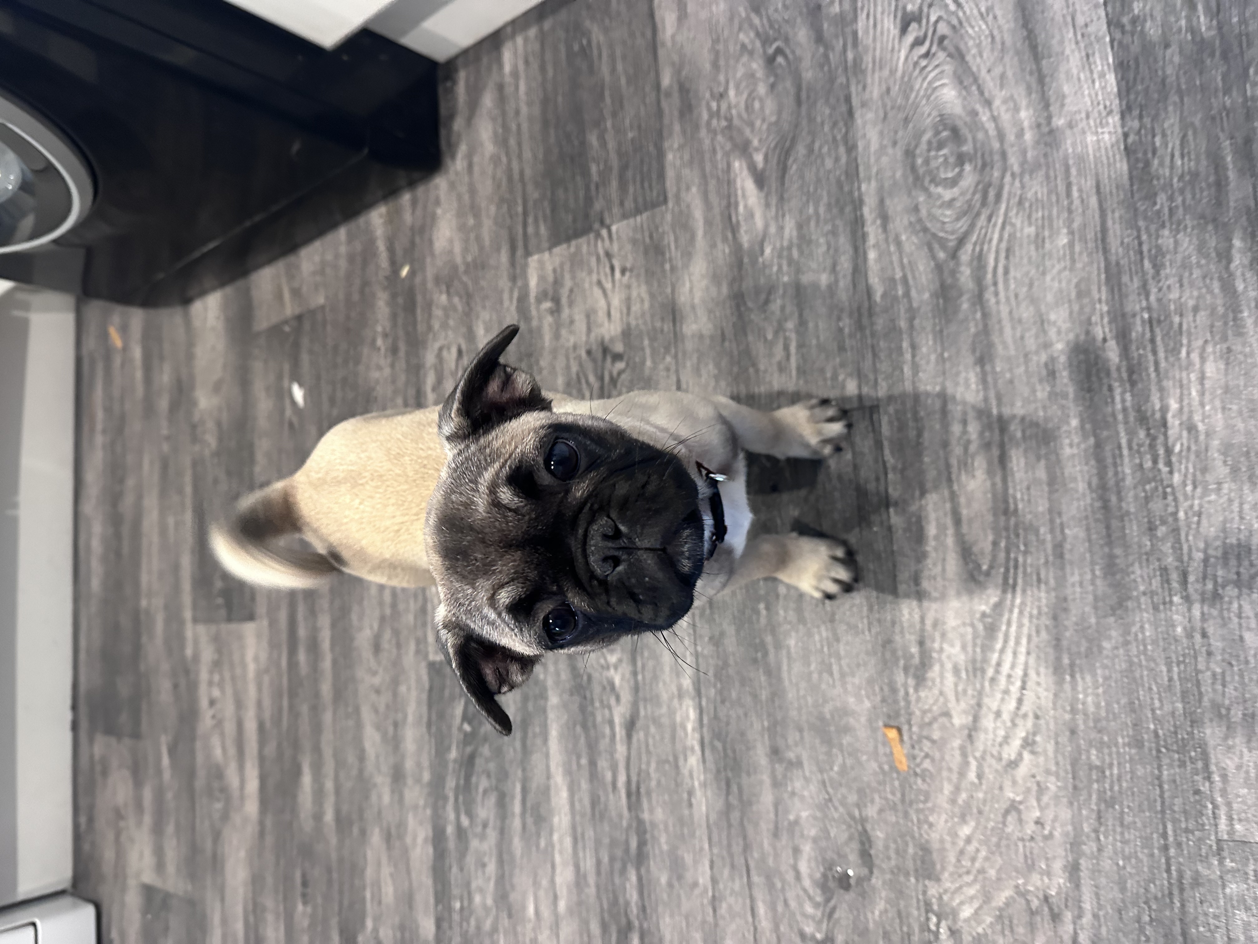 Dog Image