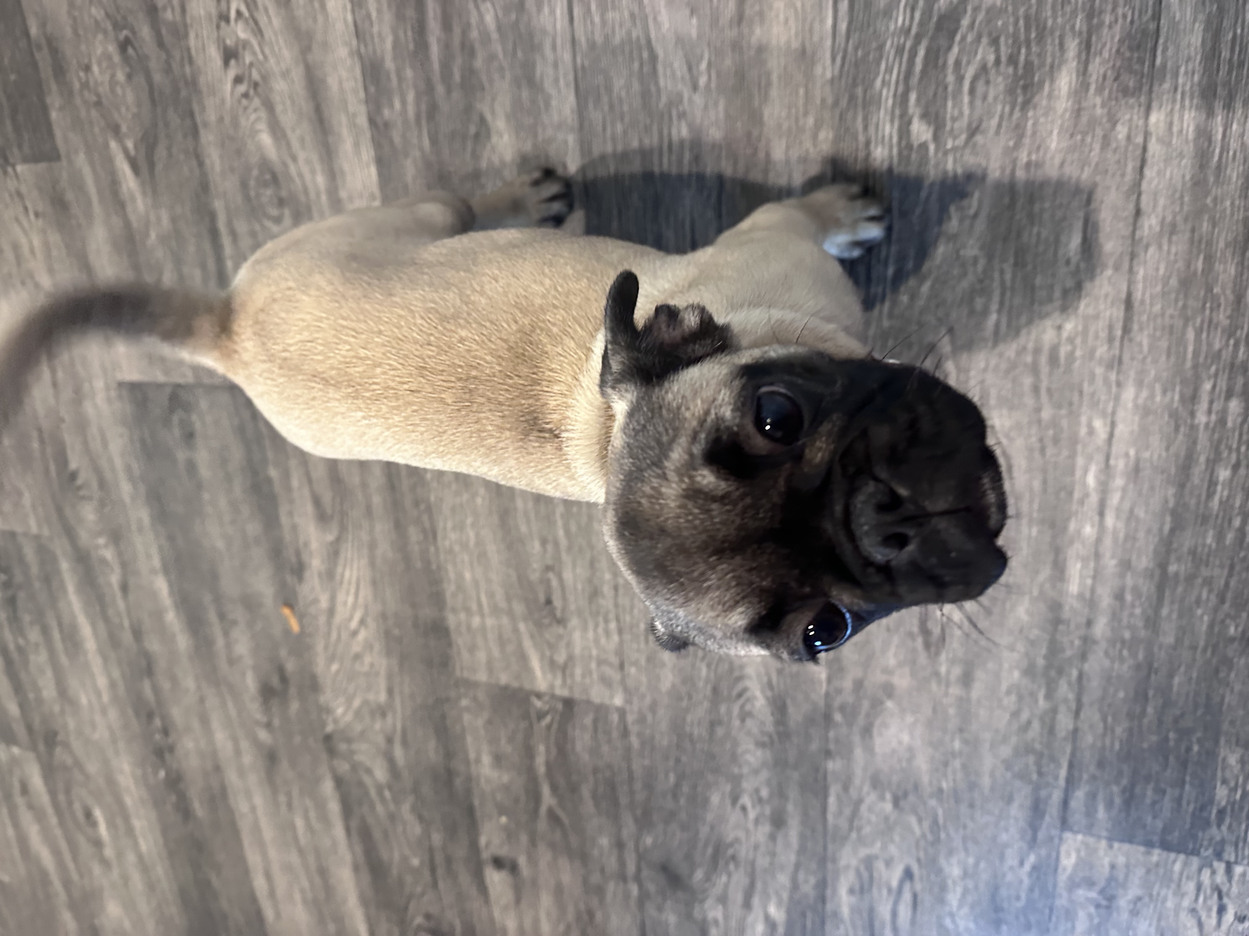 Dog Image