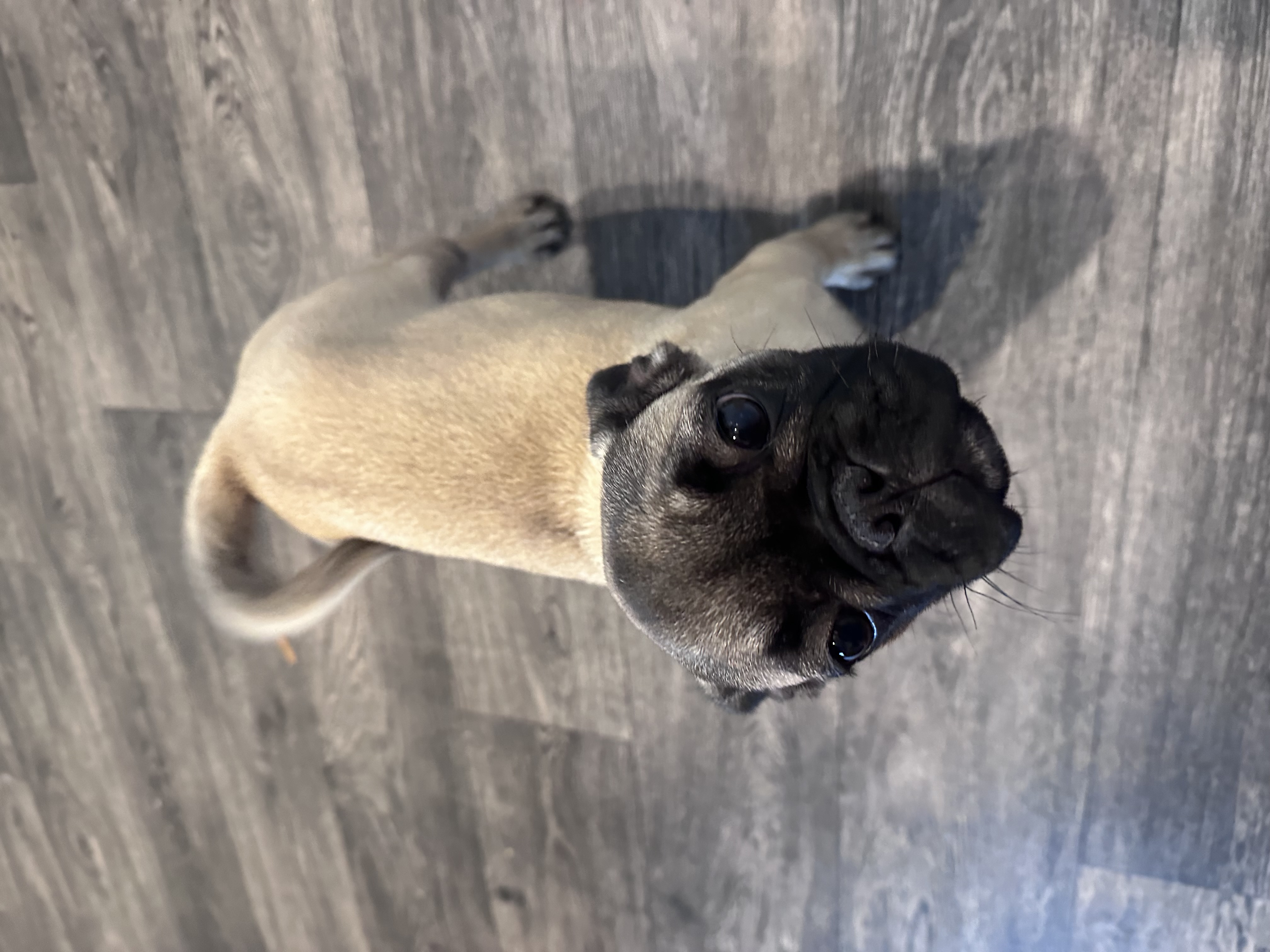 Dog Image