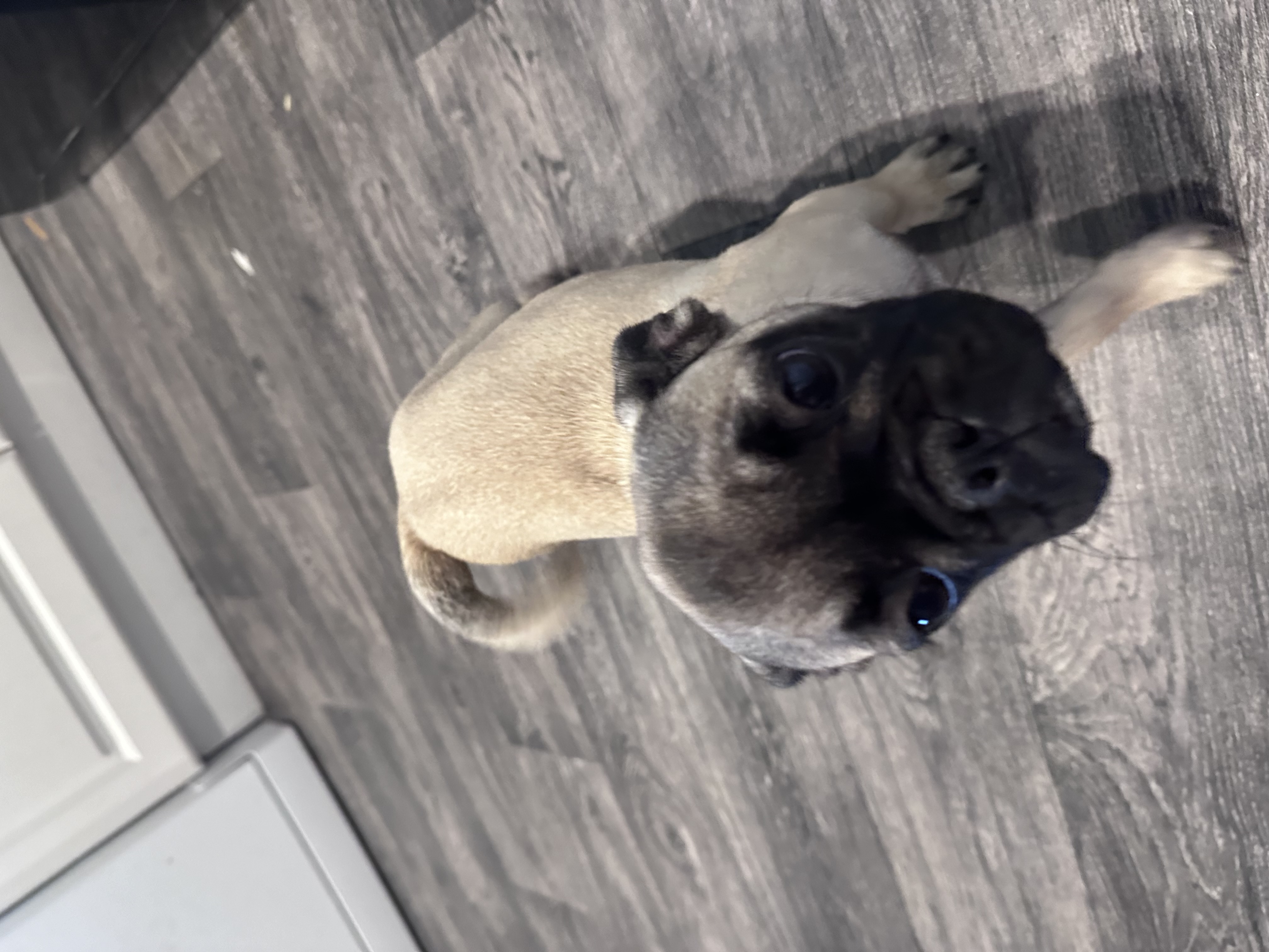 Dog Image