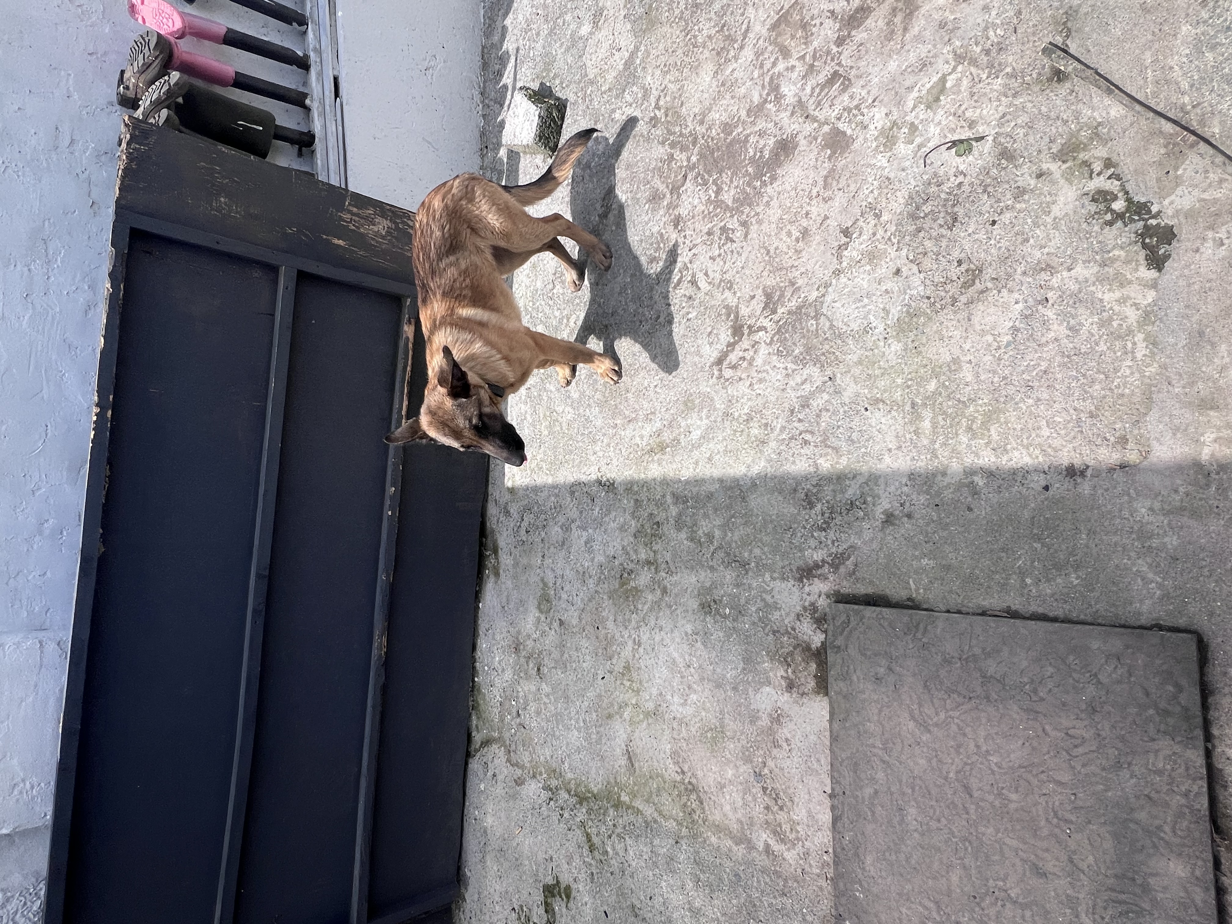 Dog Image