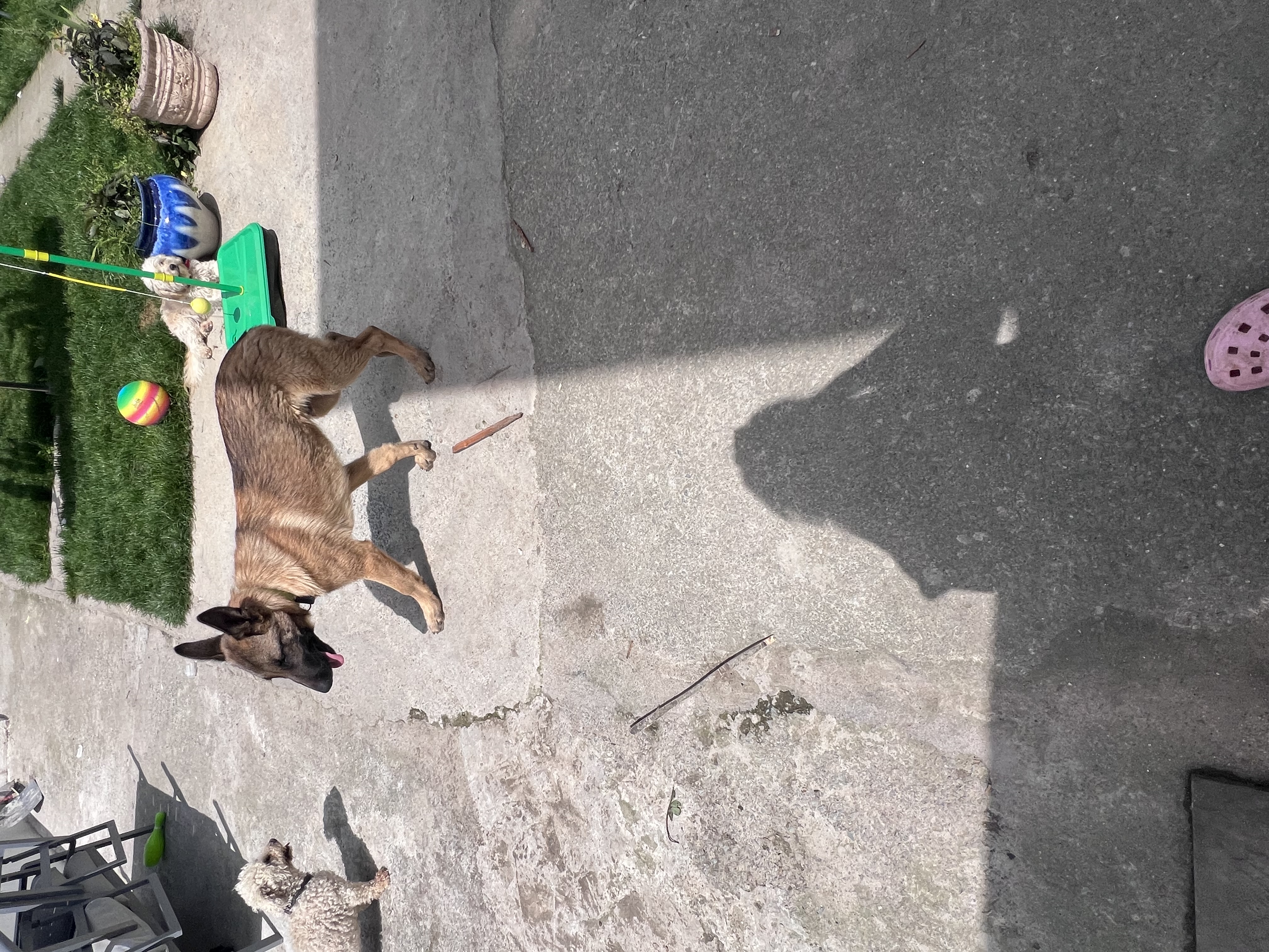 Dog Image