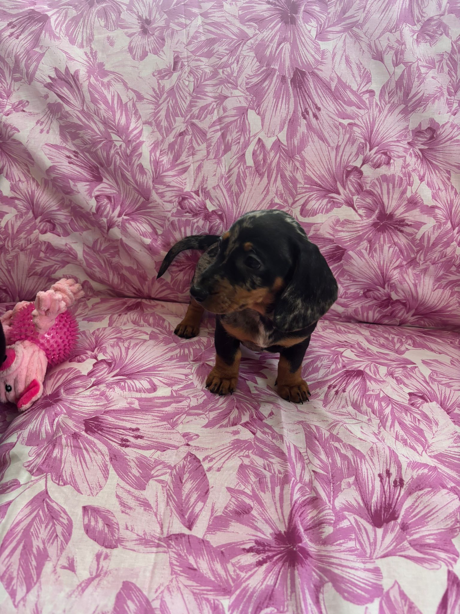 Dog Image