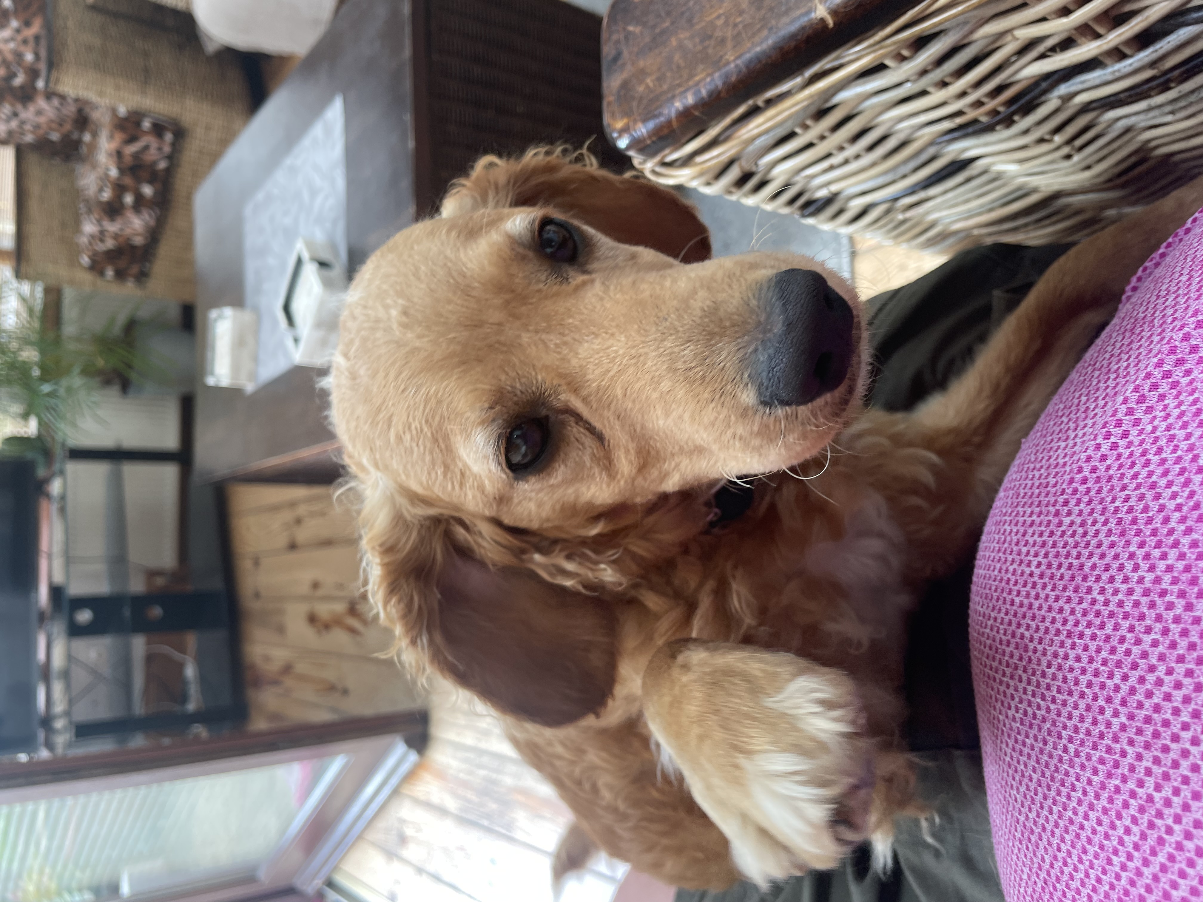 Cockapoo in Newtownmountkennedy - IKC Registered