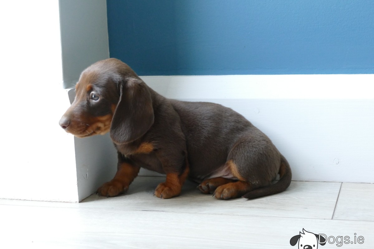 Dog Image