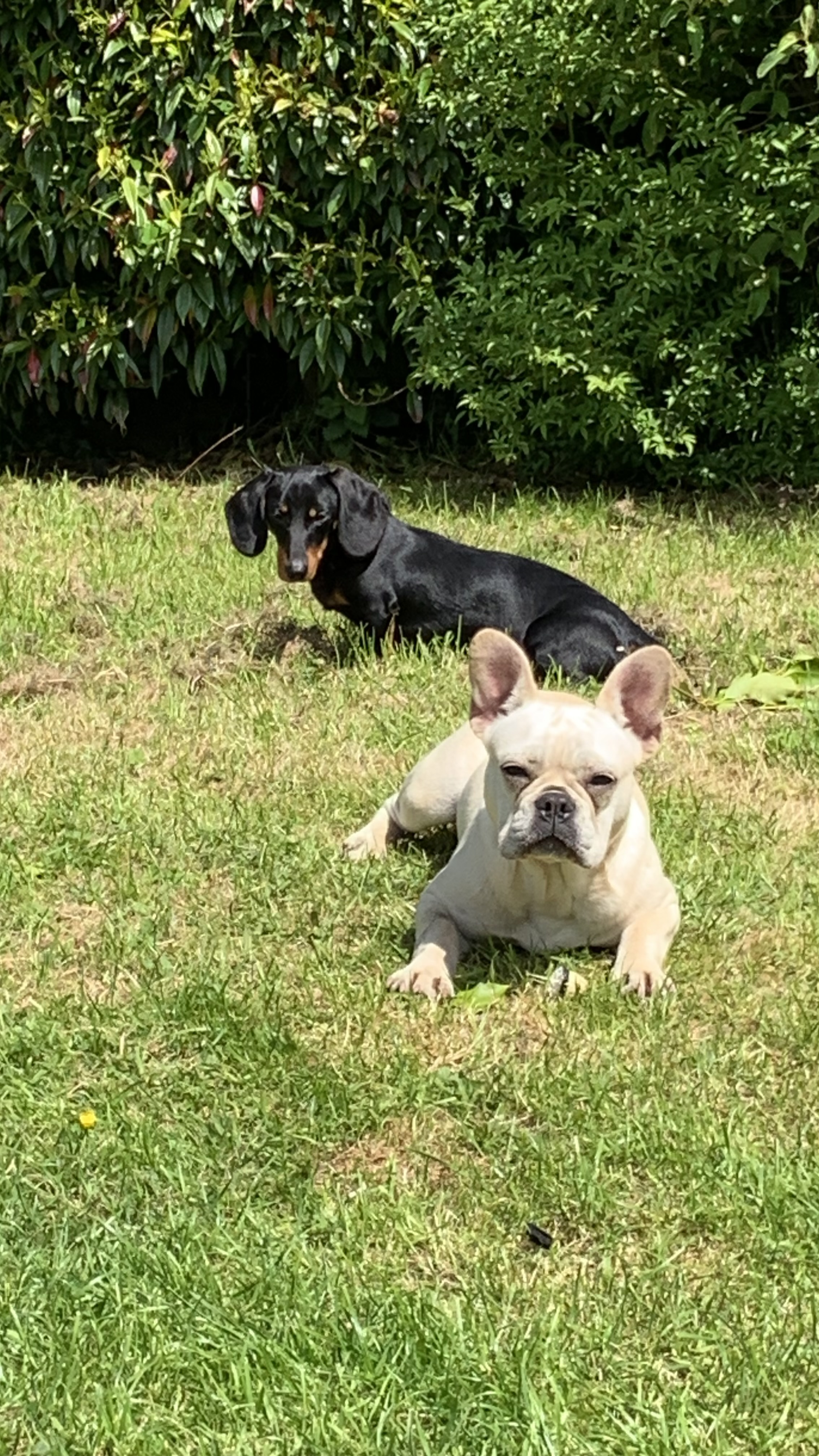 Bulldog for sale in Main St - IKC registered