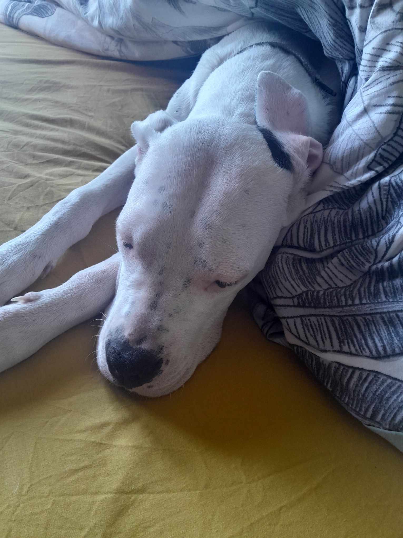 Dog Image