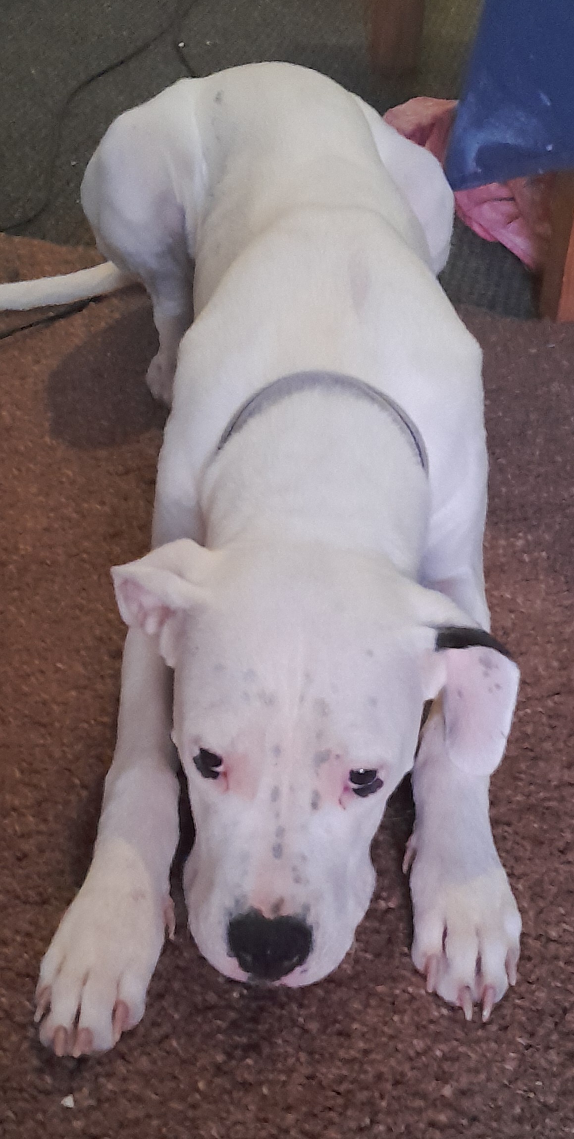 Dog Image