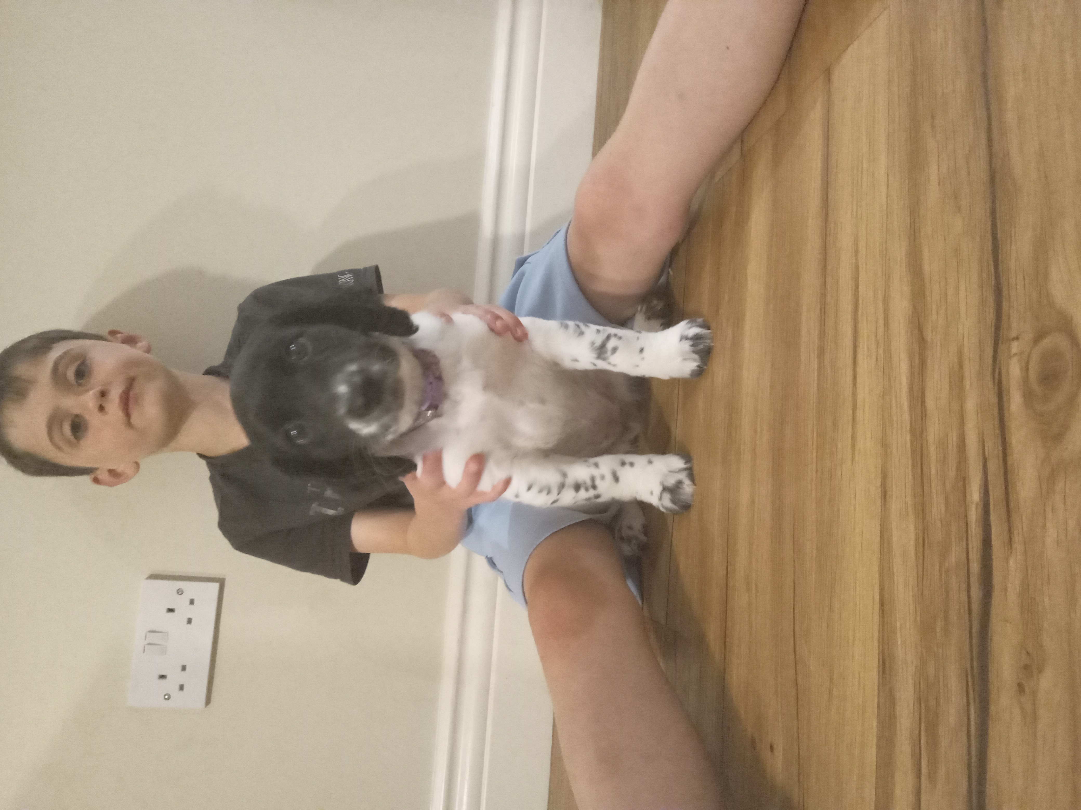 Dog Image