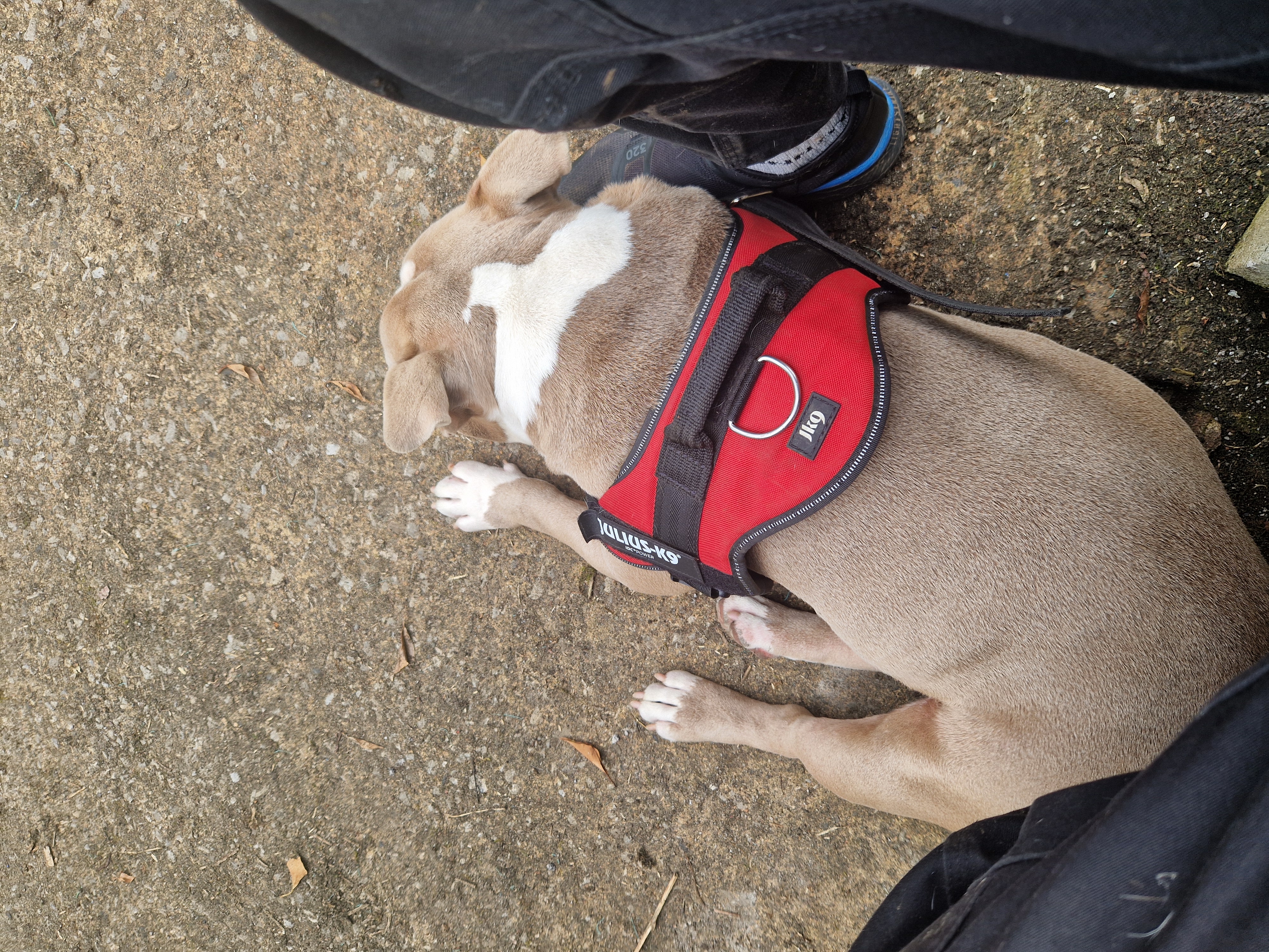 Dog Image