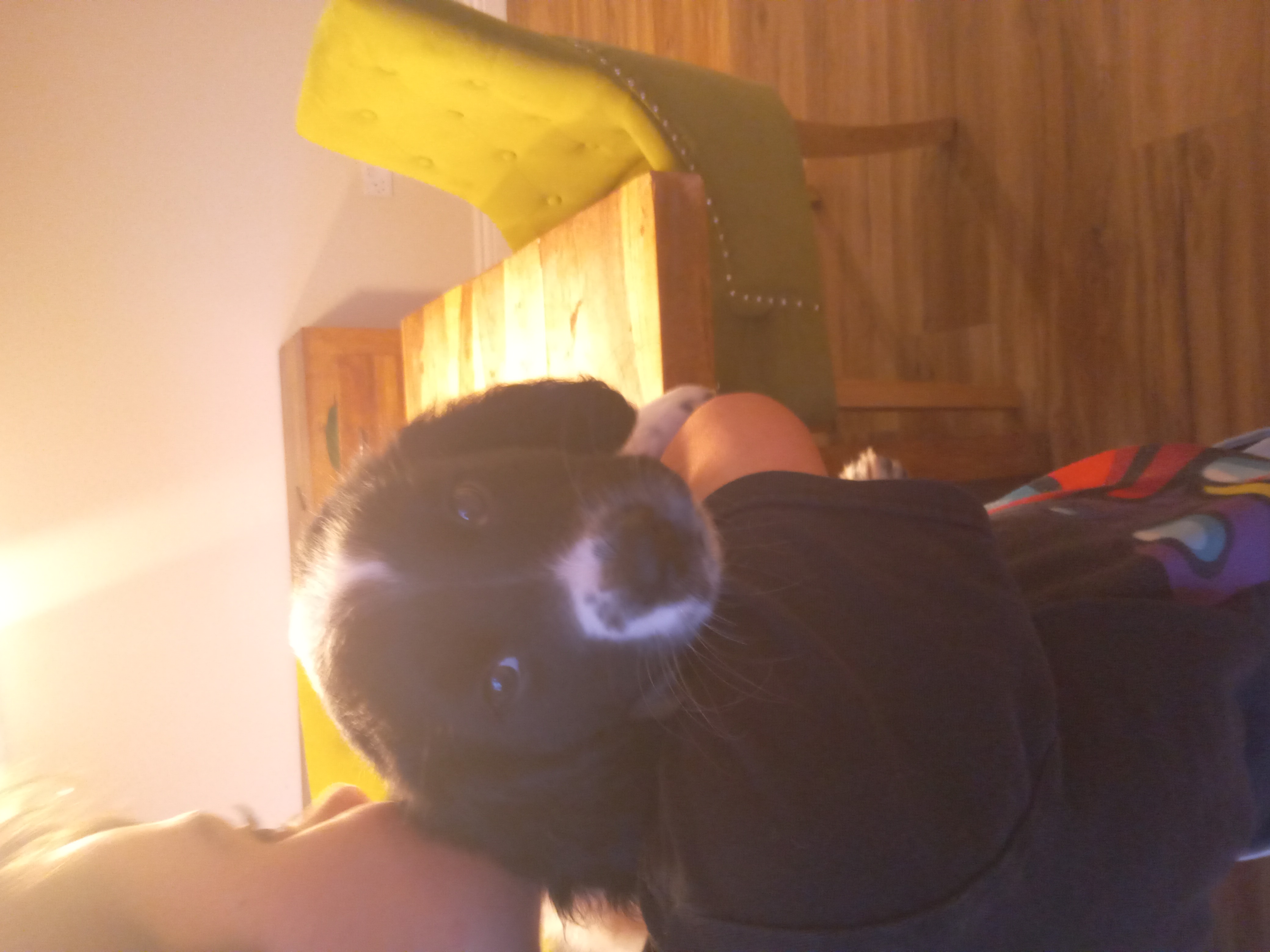 Dog Image