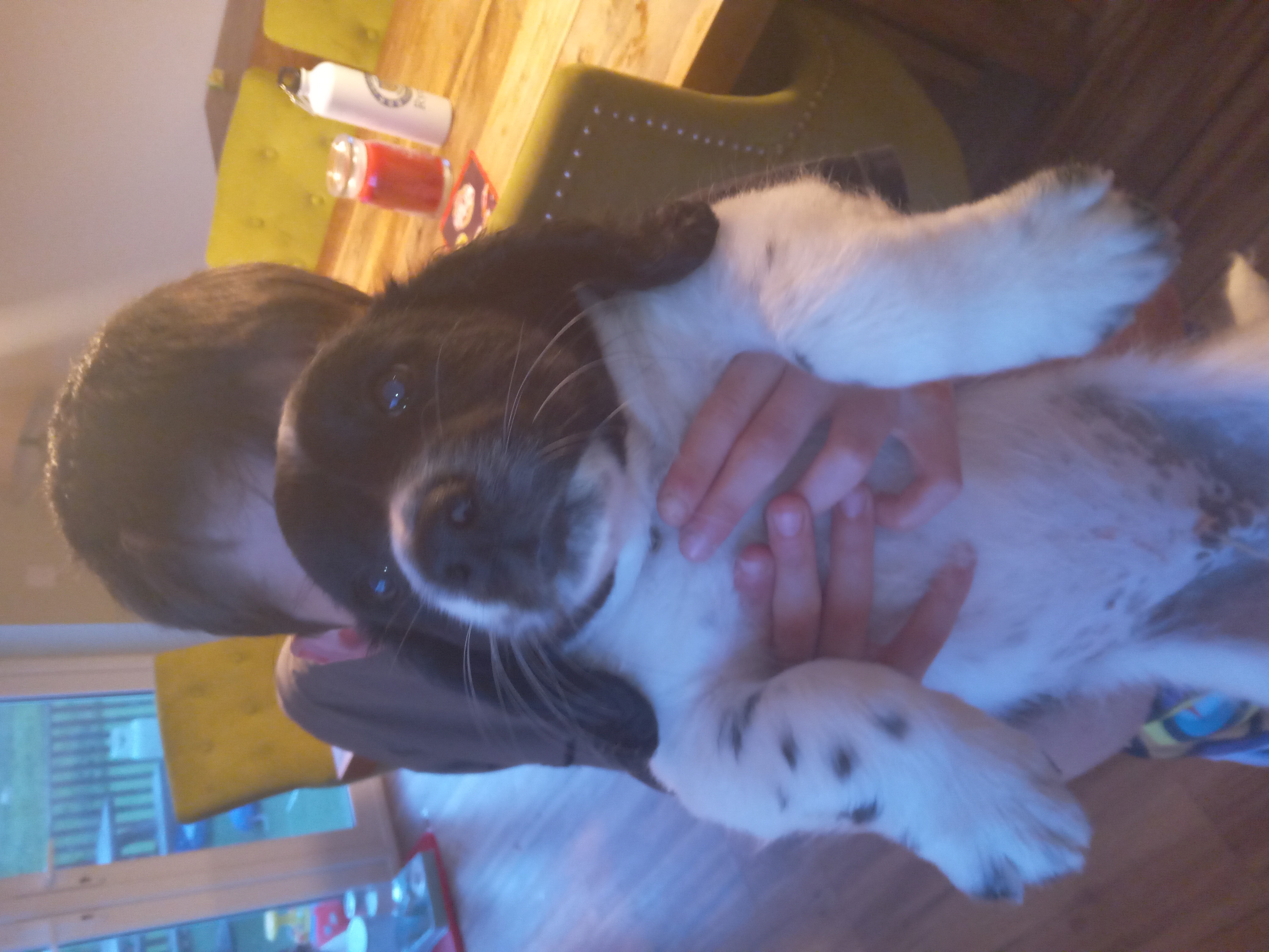 Dog Image