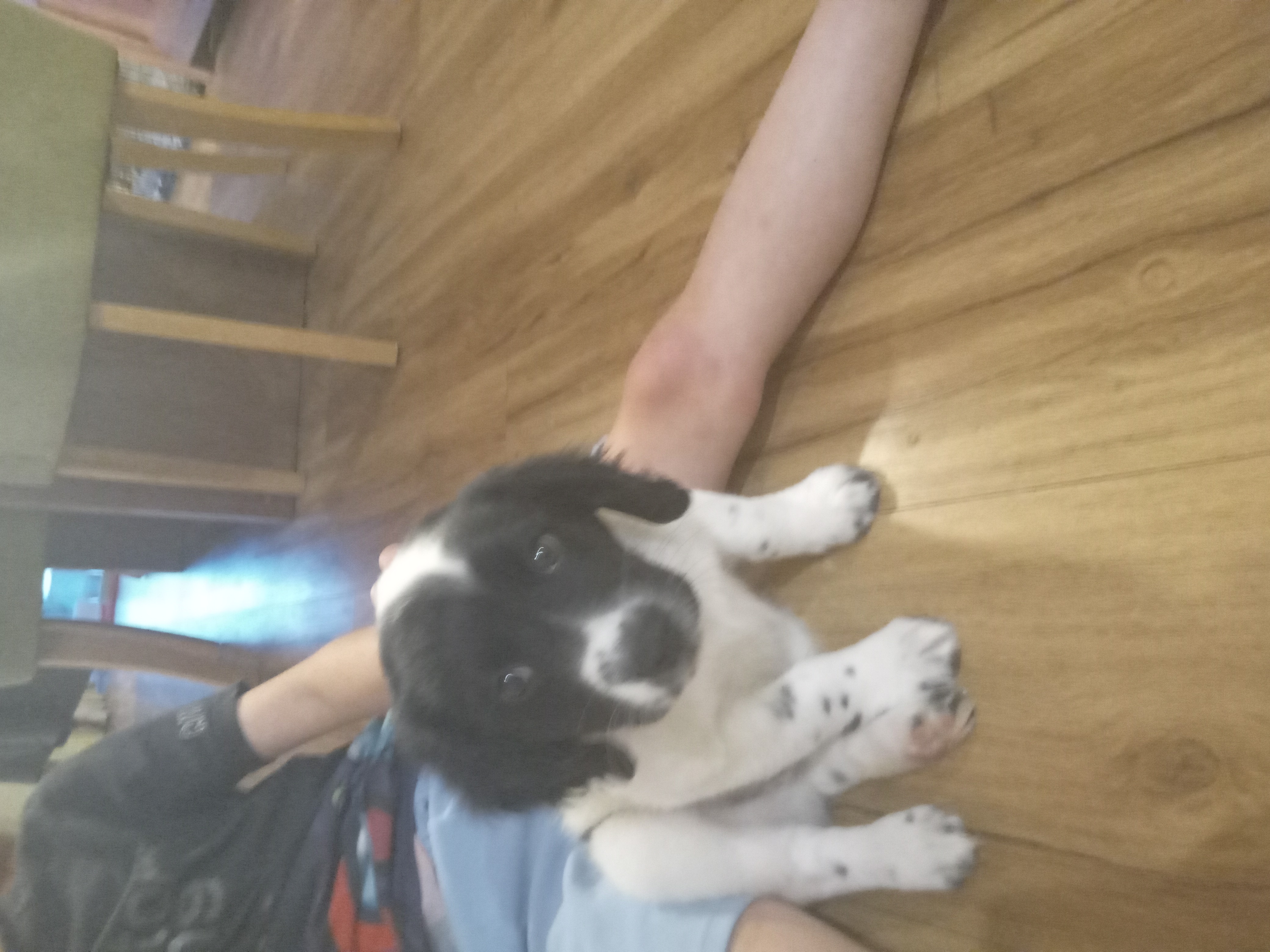 Dog Image