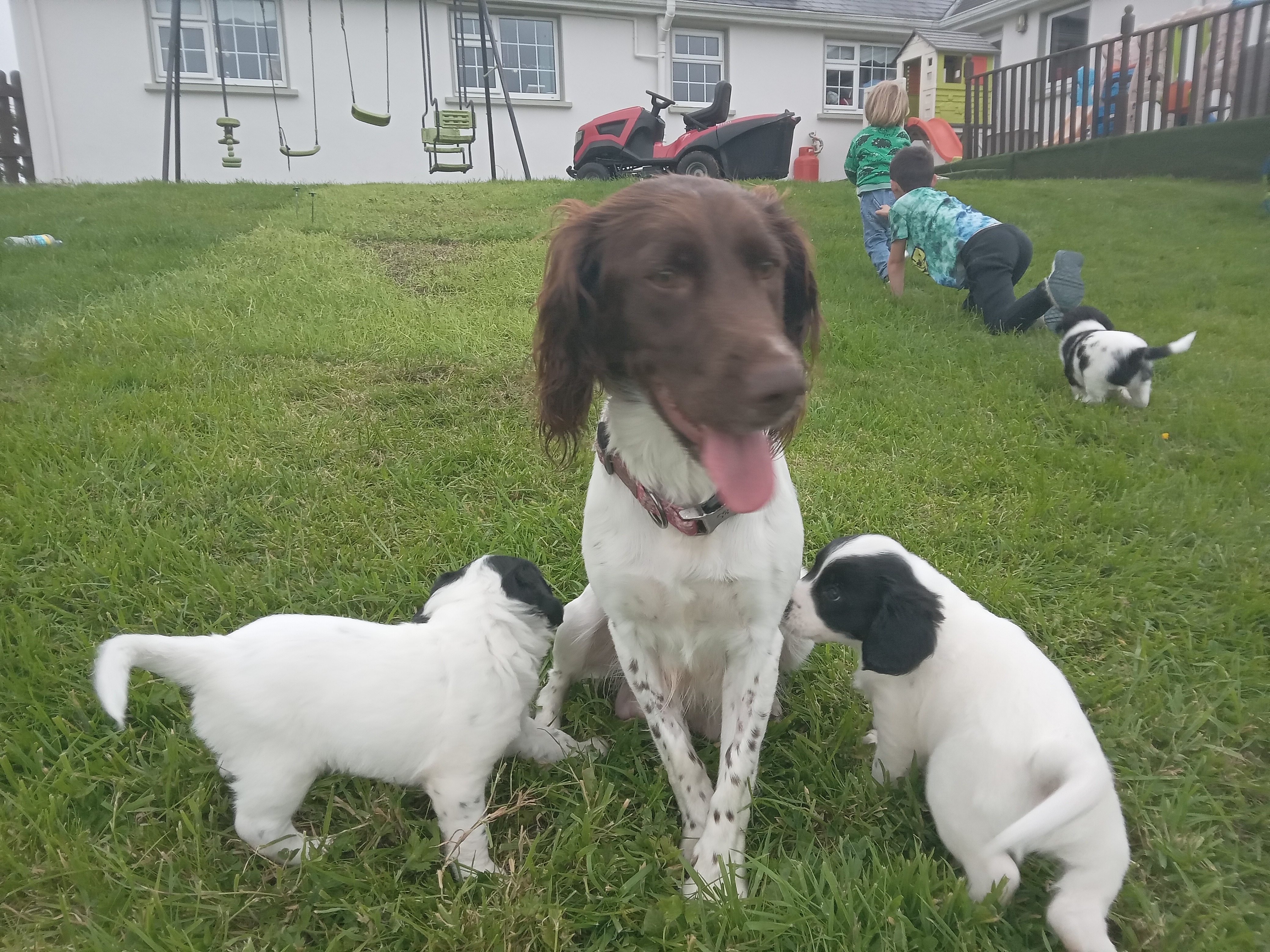 Dog Image