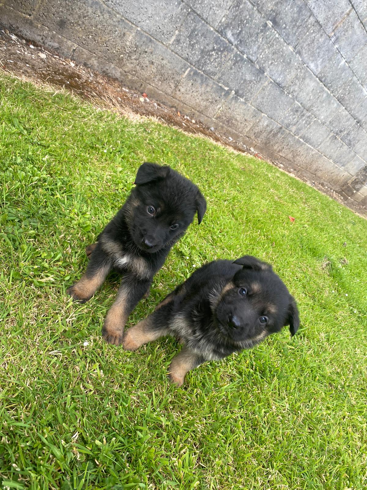 Dog Image