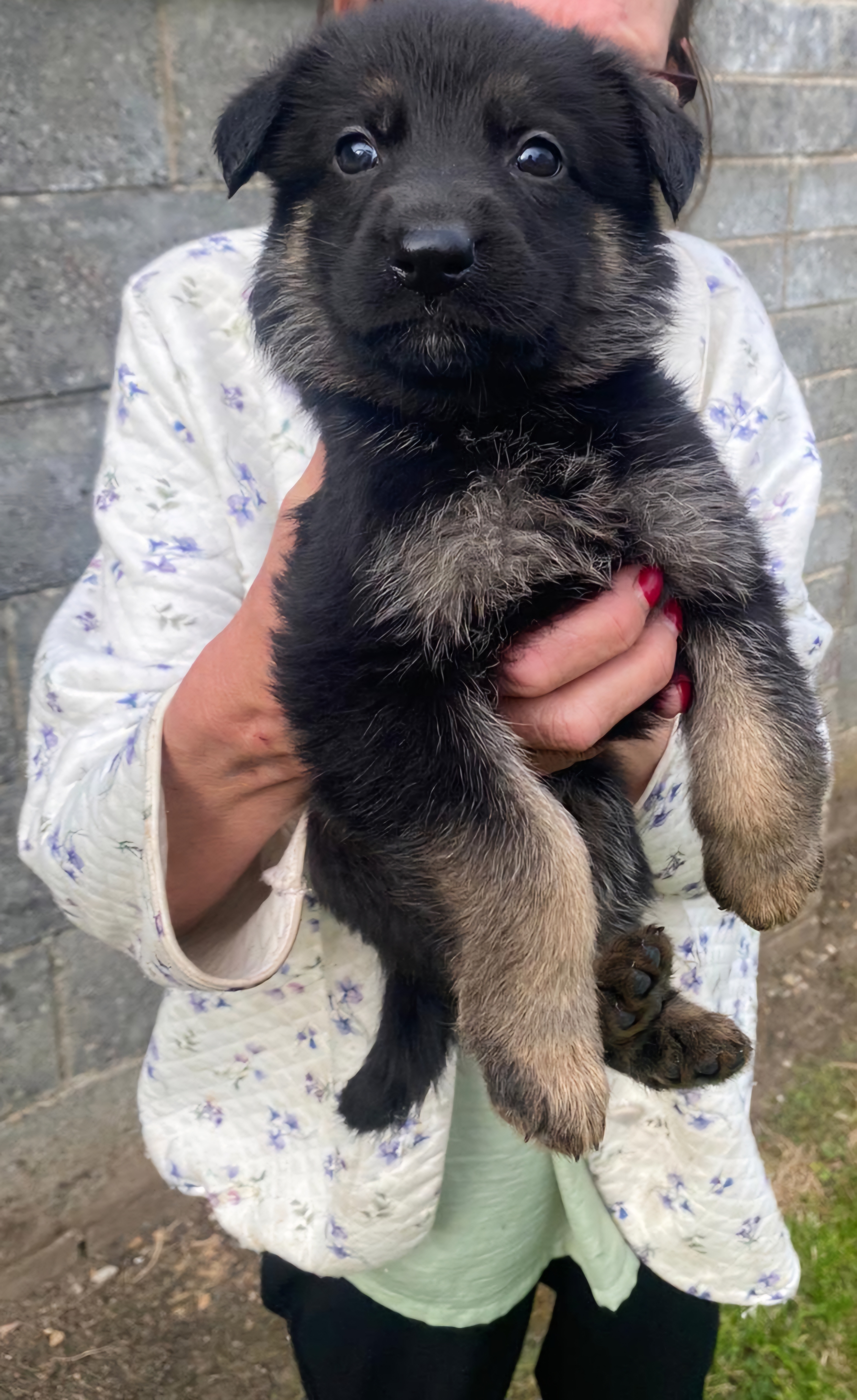 German Shepherd Pups for Sale in V95D8WK