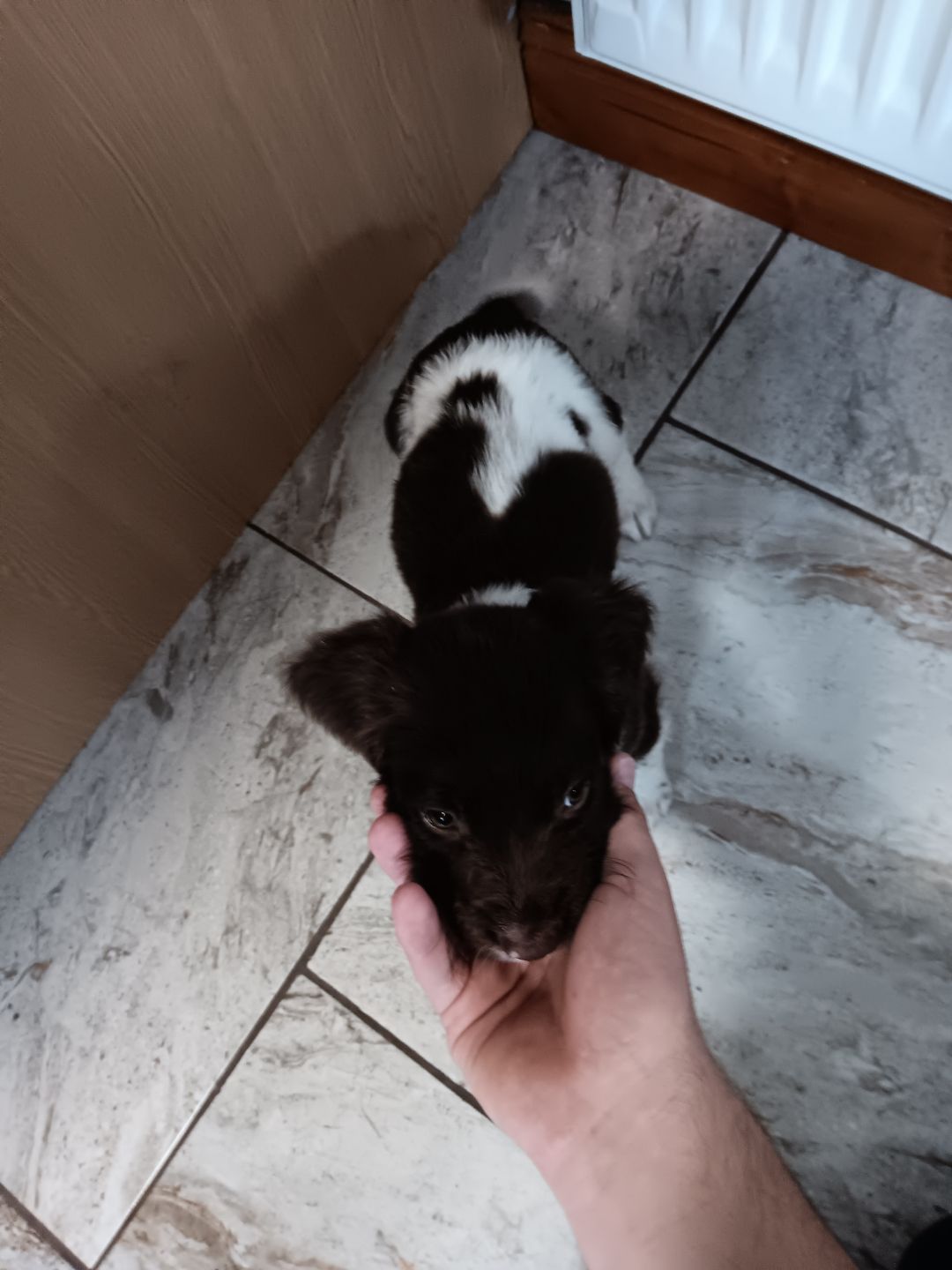 Dog Image
