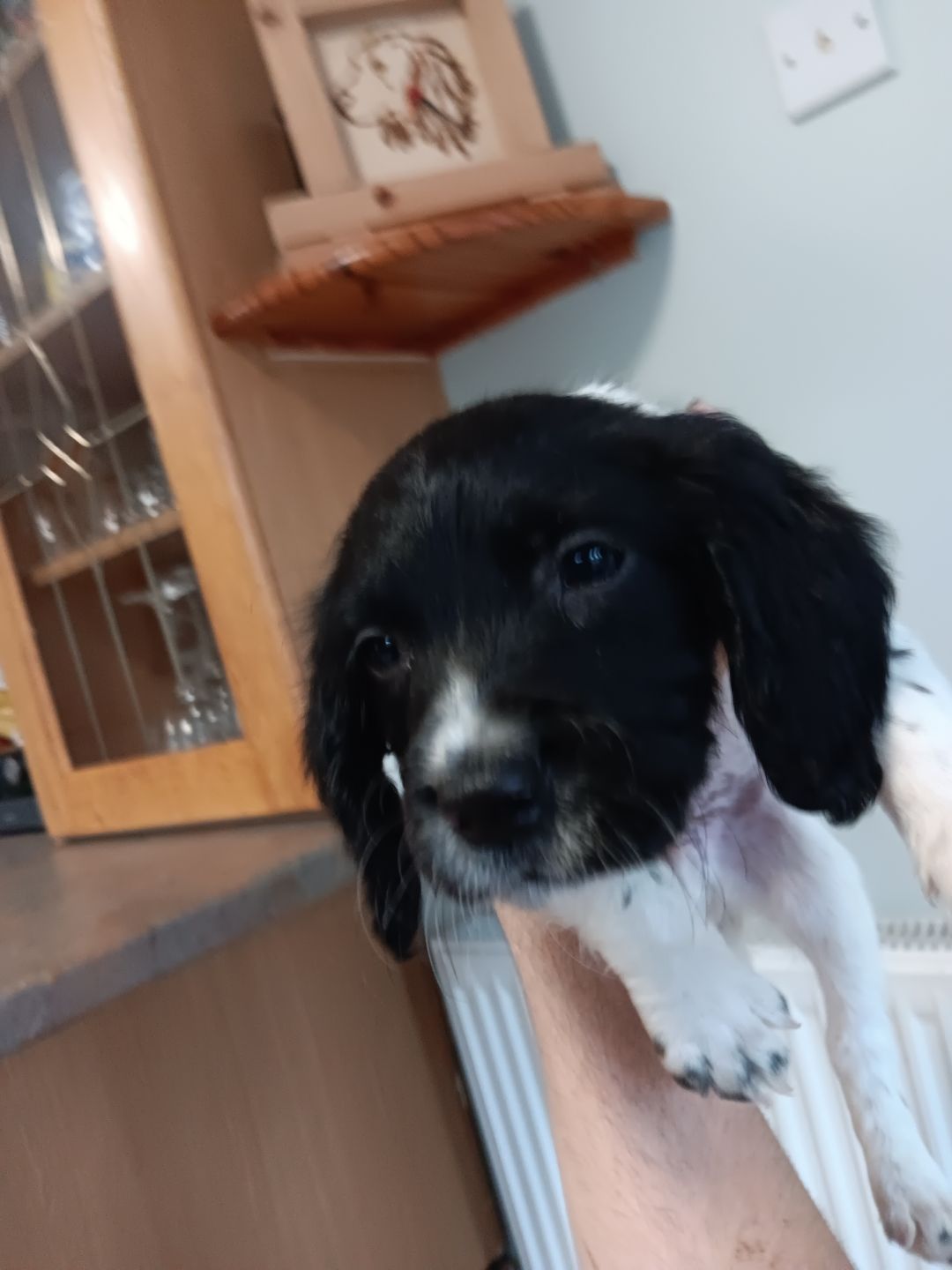 Dog Image