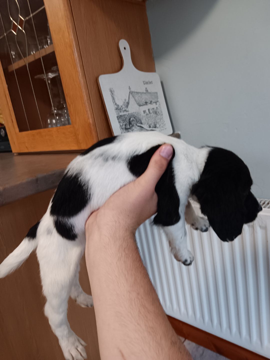 Dog Image