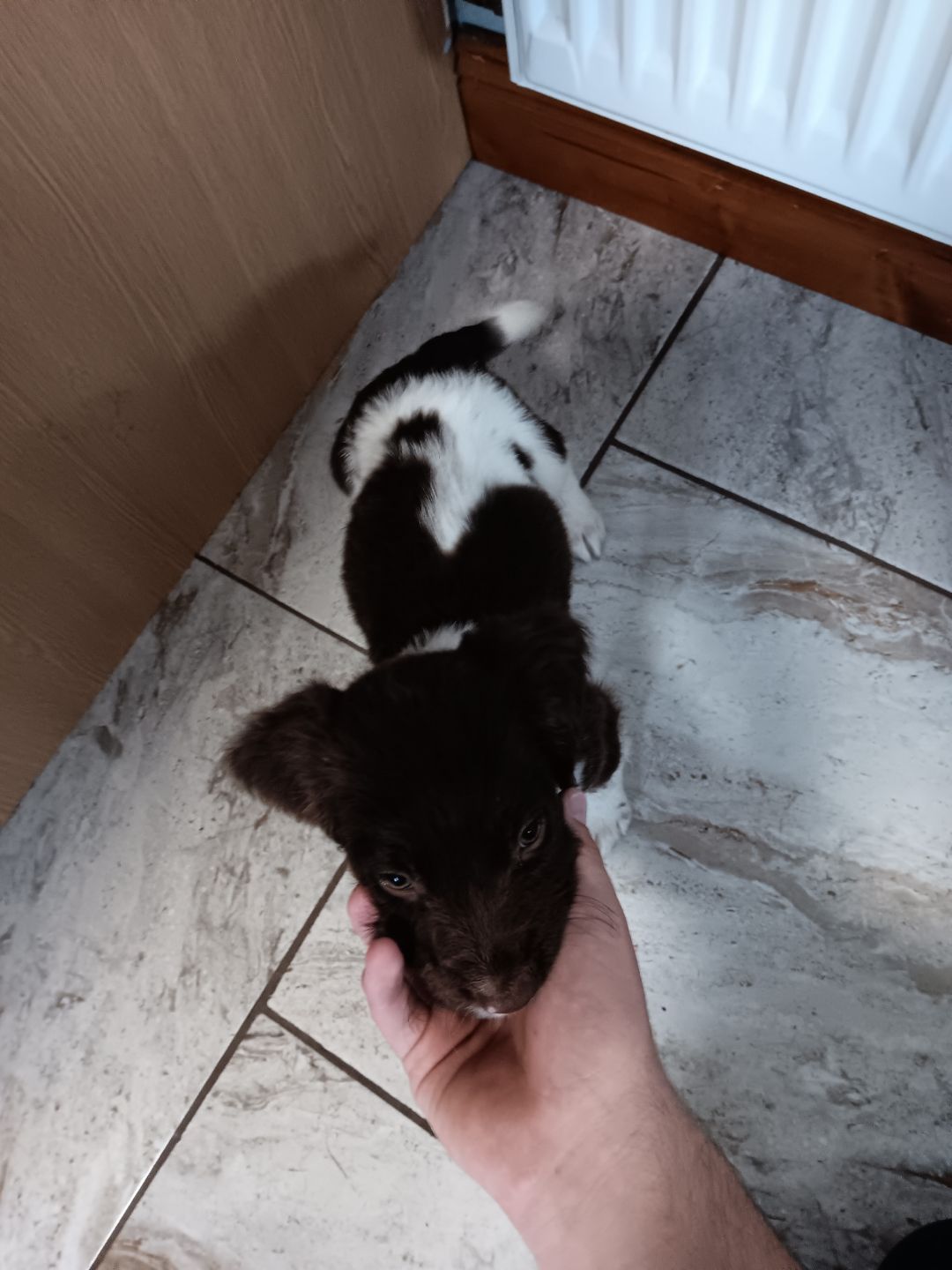 Dog Image