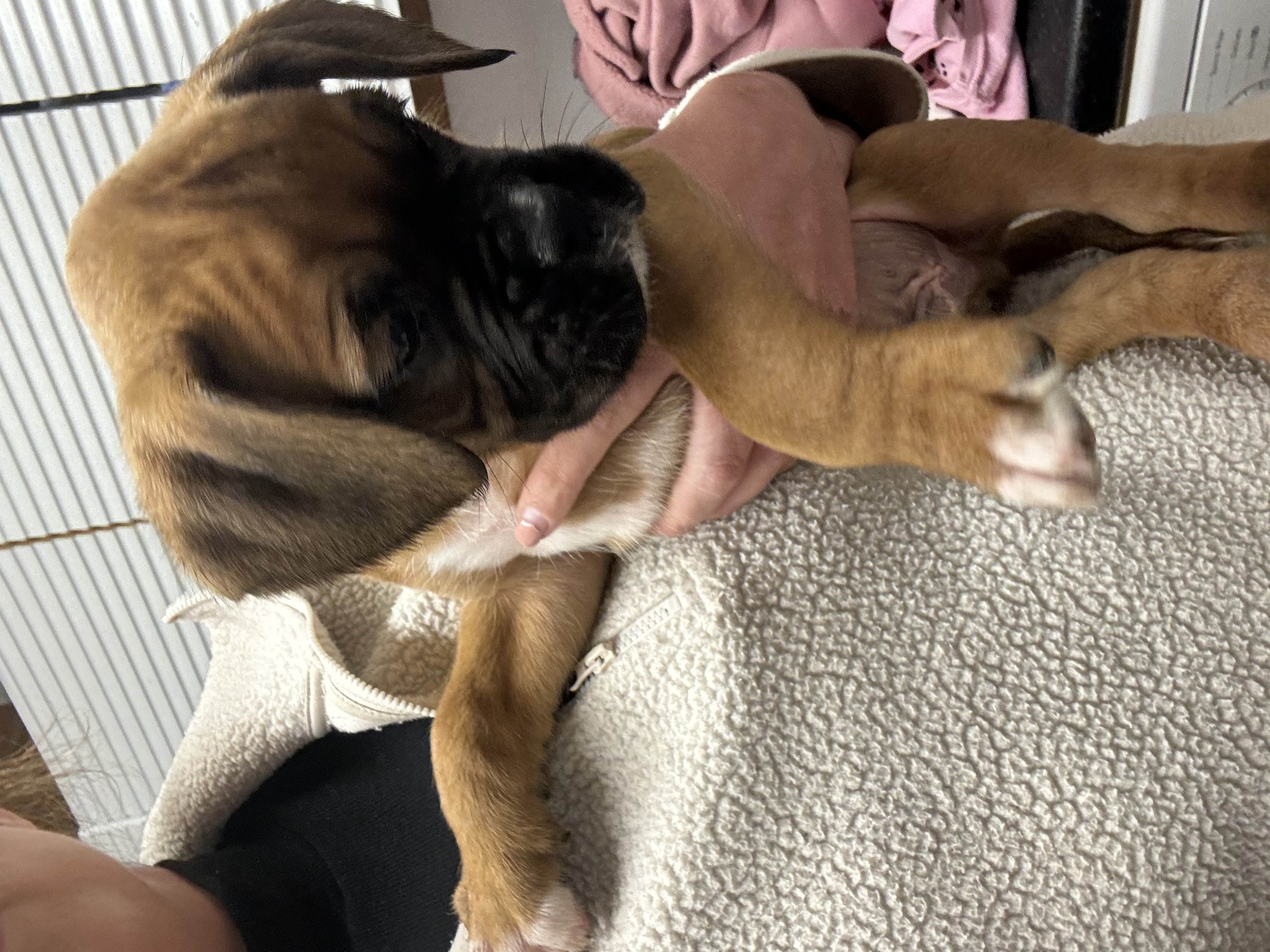 Dog Image