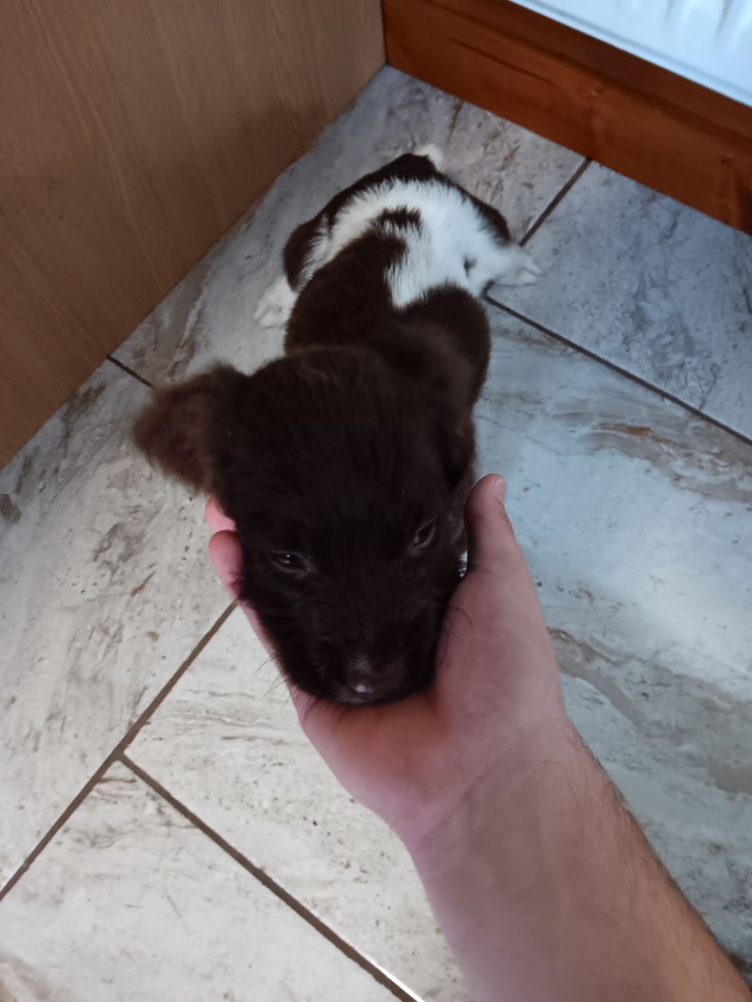Dog Image