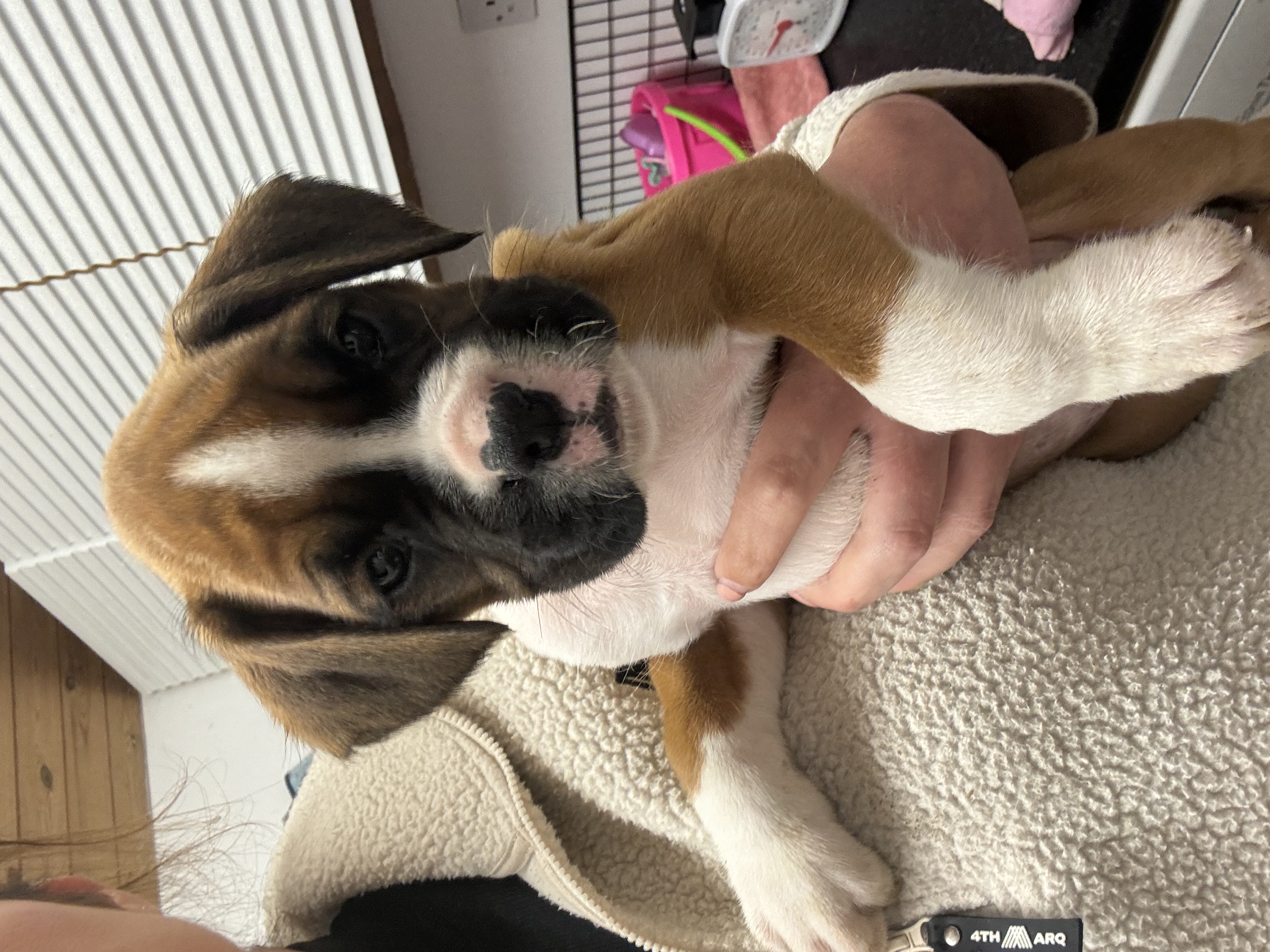 Dog Image