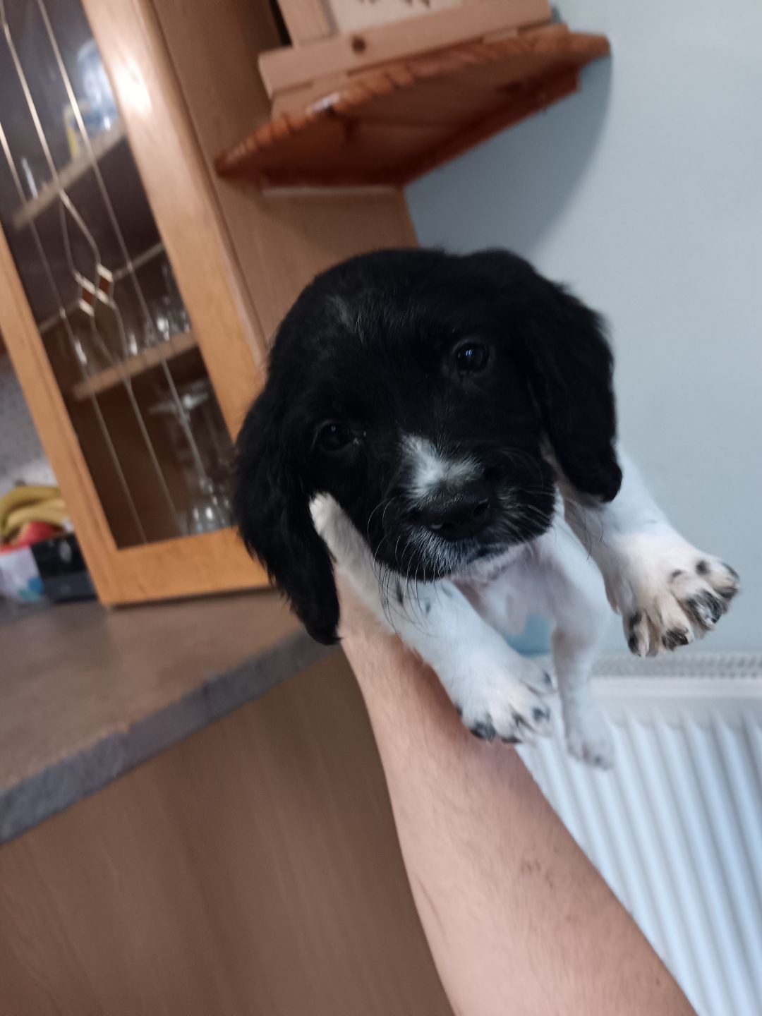 Dog Image