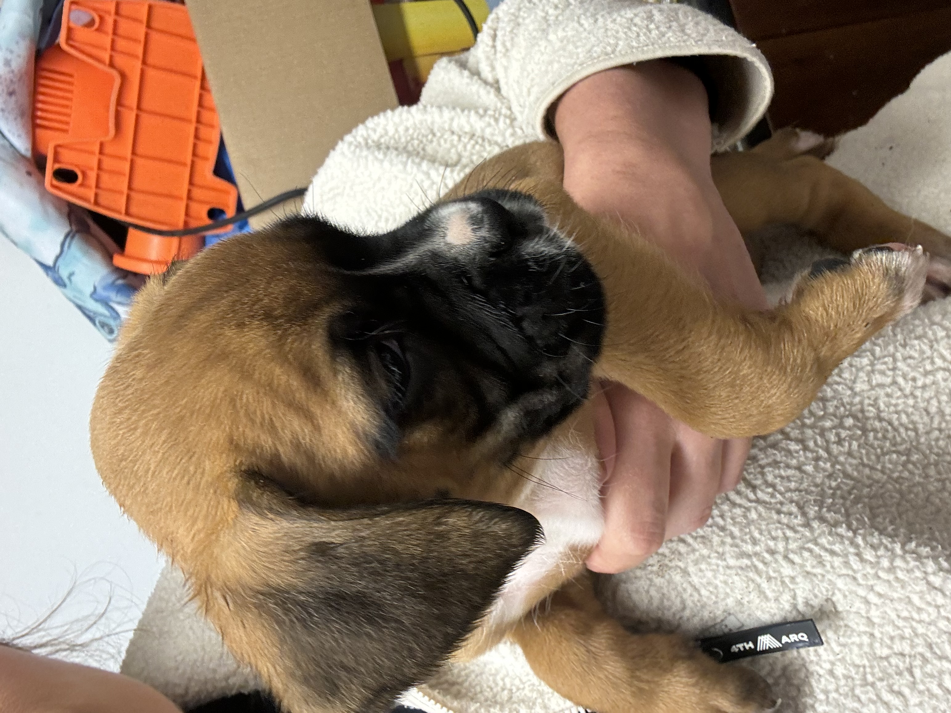 Dog Image