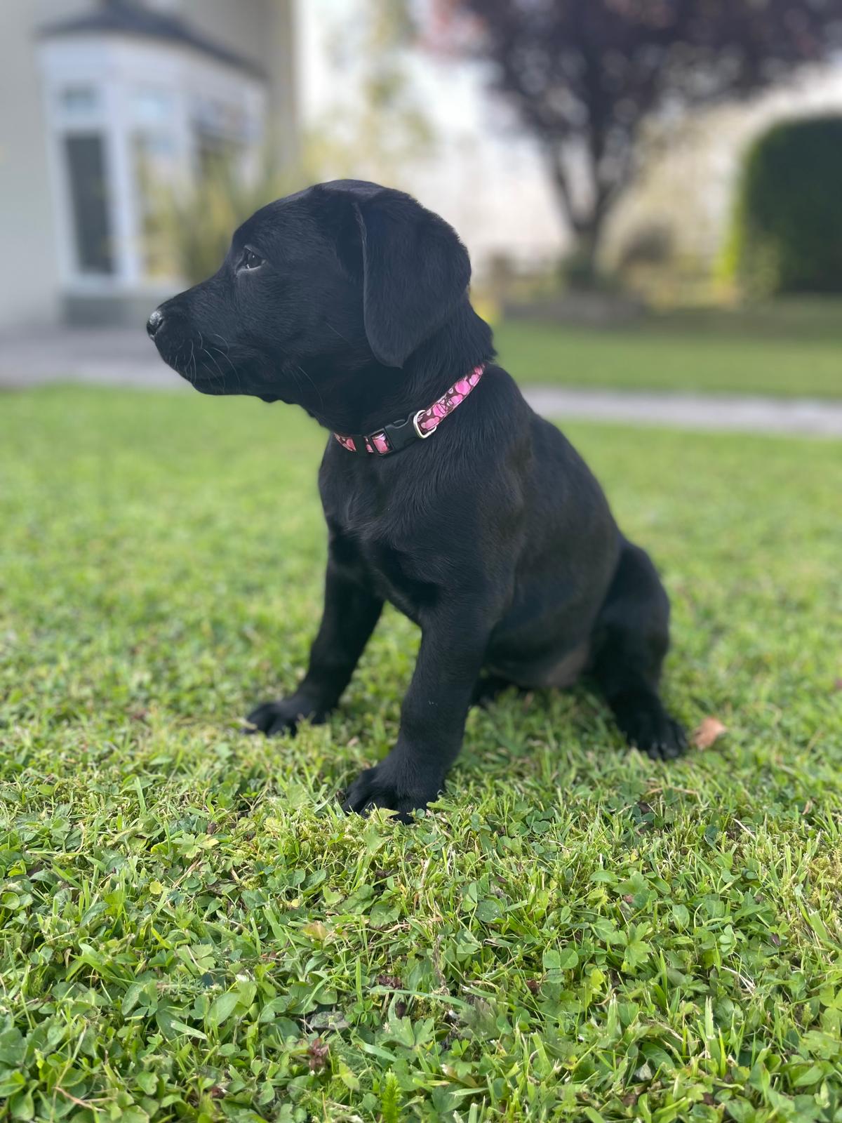 Dog Image