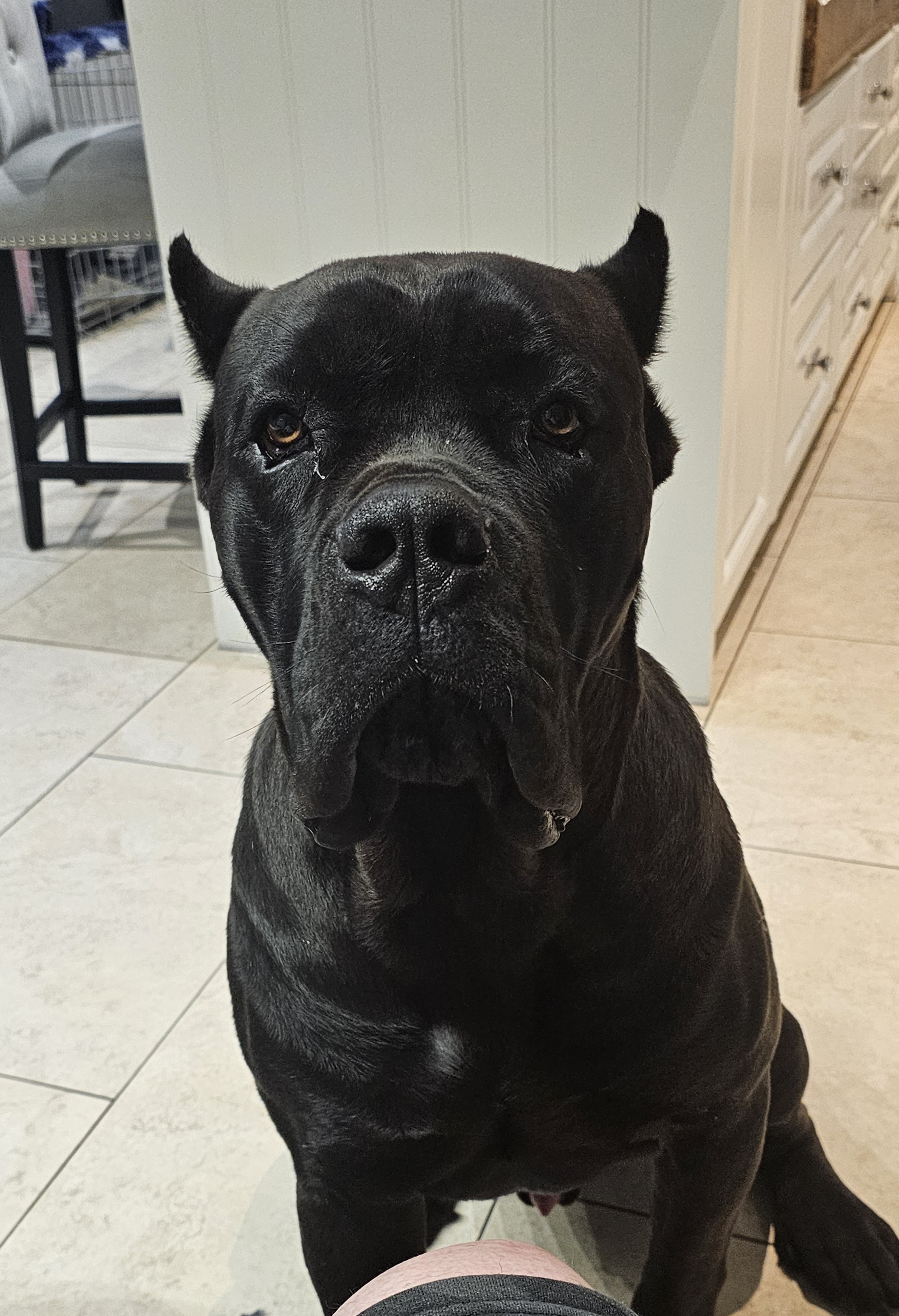 Dog Image
