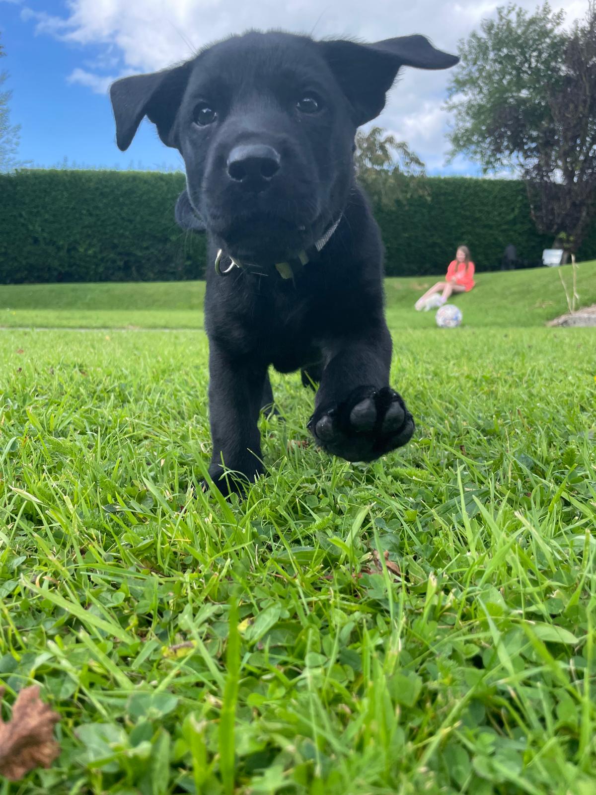 Dog Image