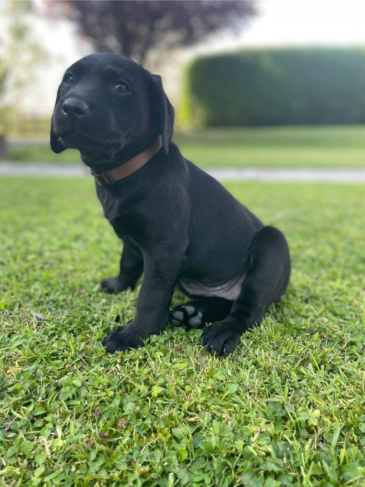 Dog Image