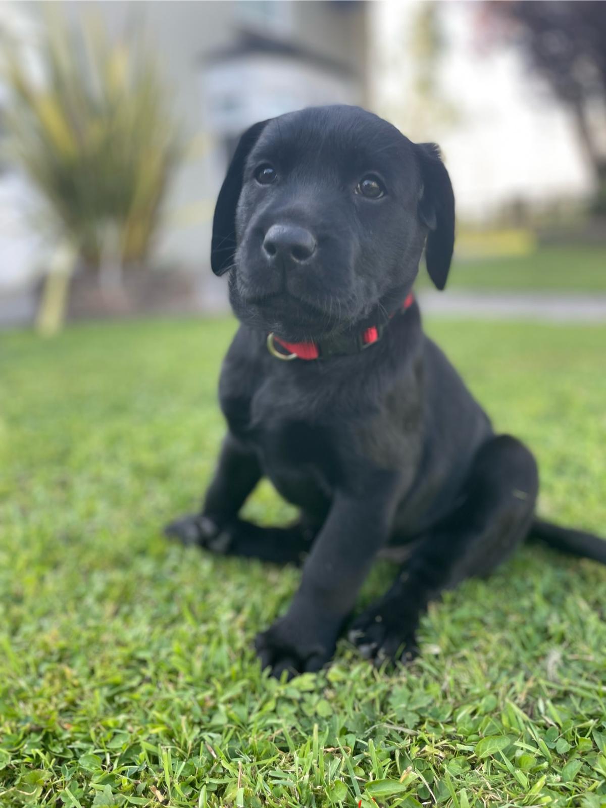 Dog Image